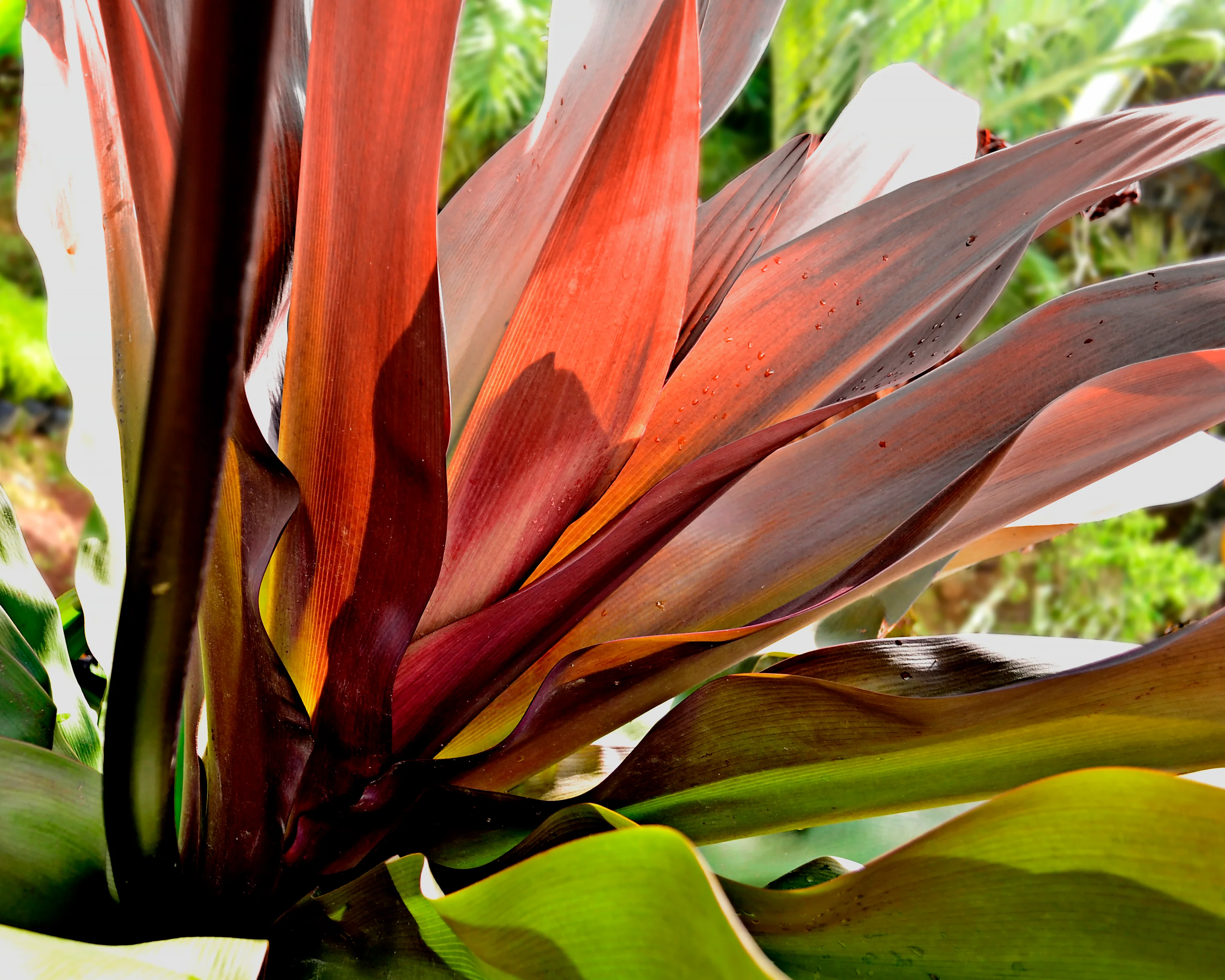 Crinum asiaticum 'Purpureum' - Image 5
