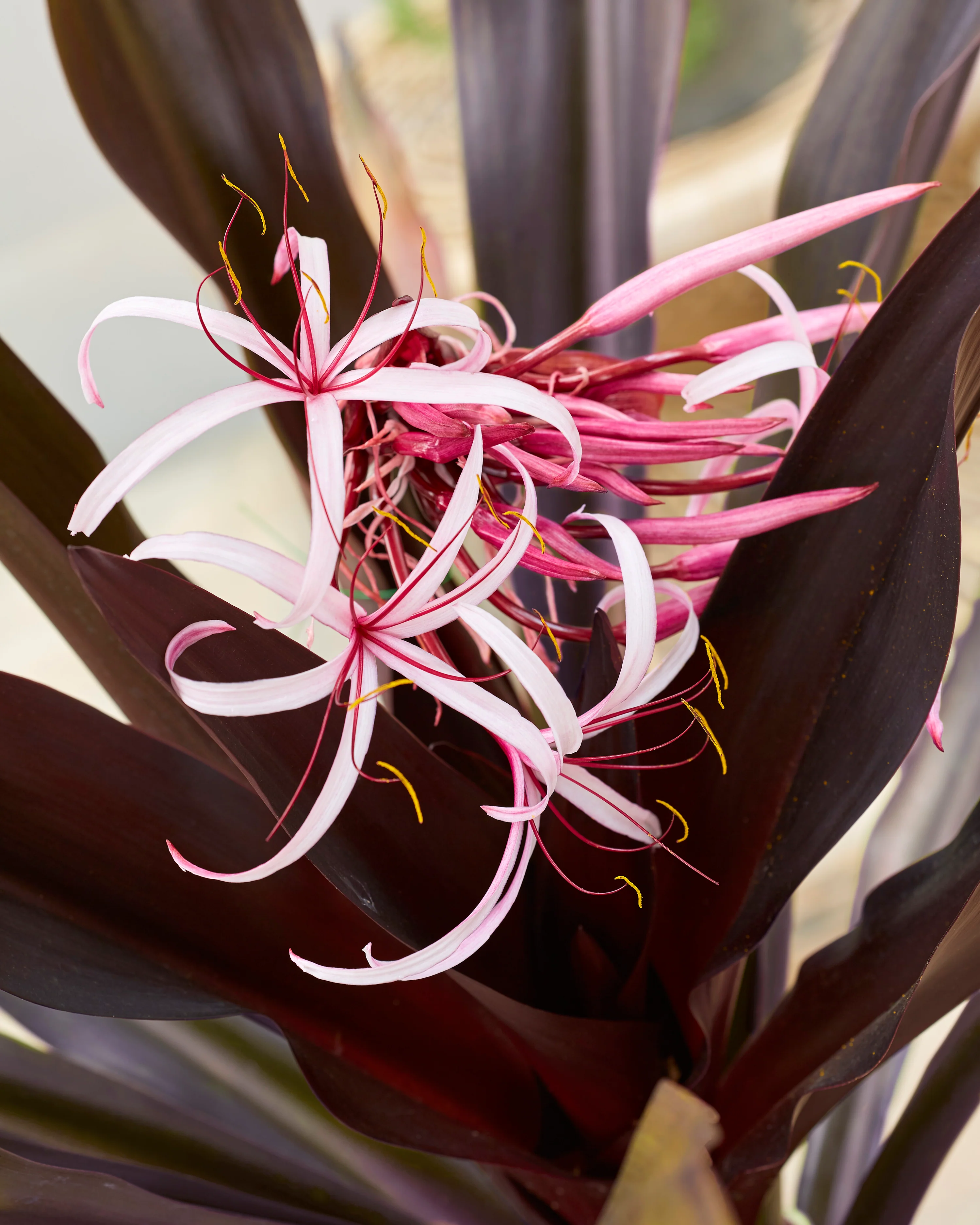 Crinum asiaticum 'Purpureum' - Image 6