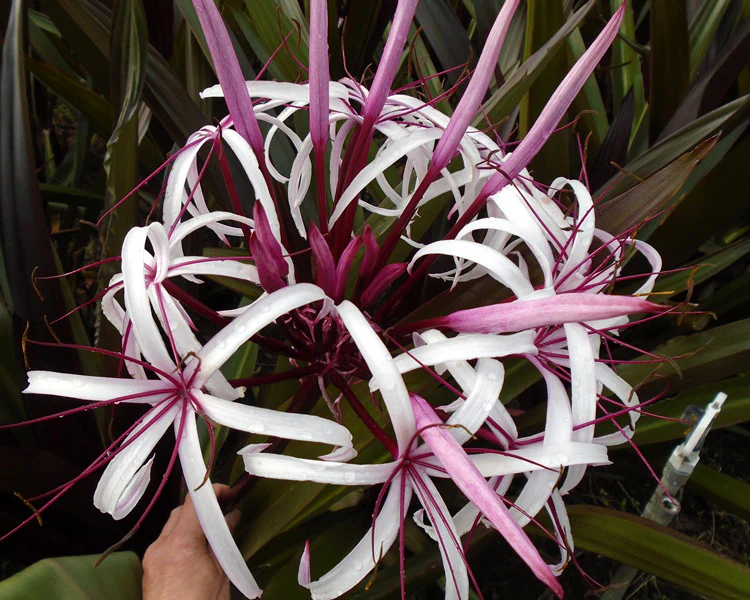 Crinum asiaticum 'Purpureum' - Image 8
