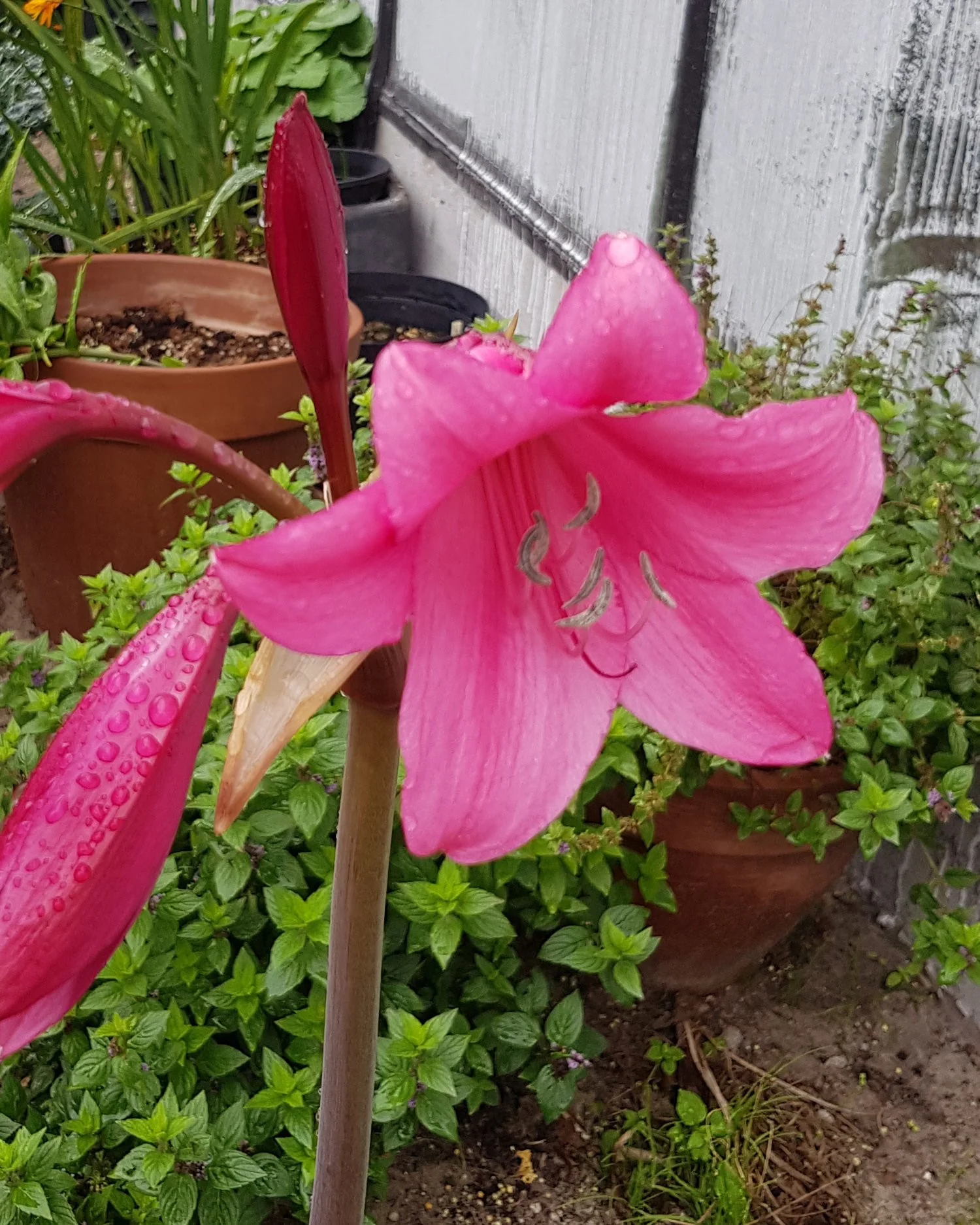 Crinum 'Ellen Bosanquet' - Image 3