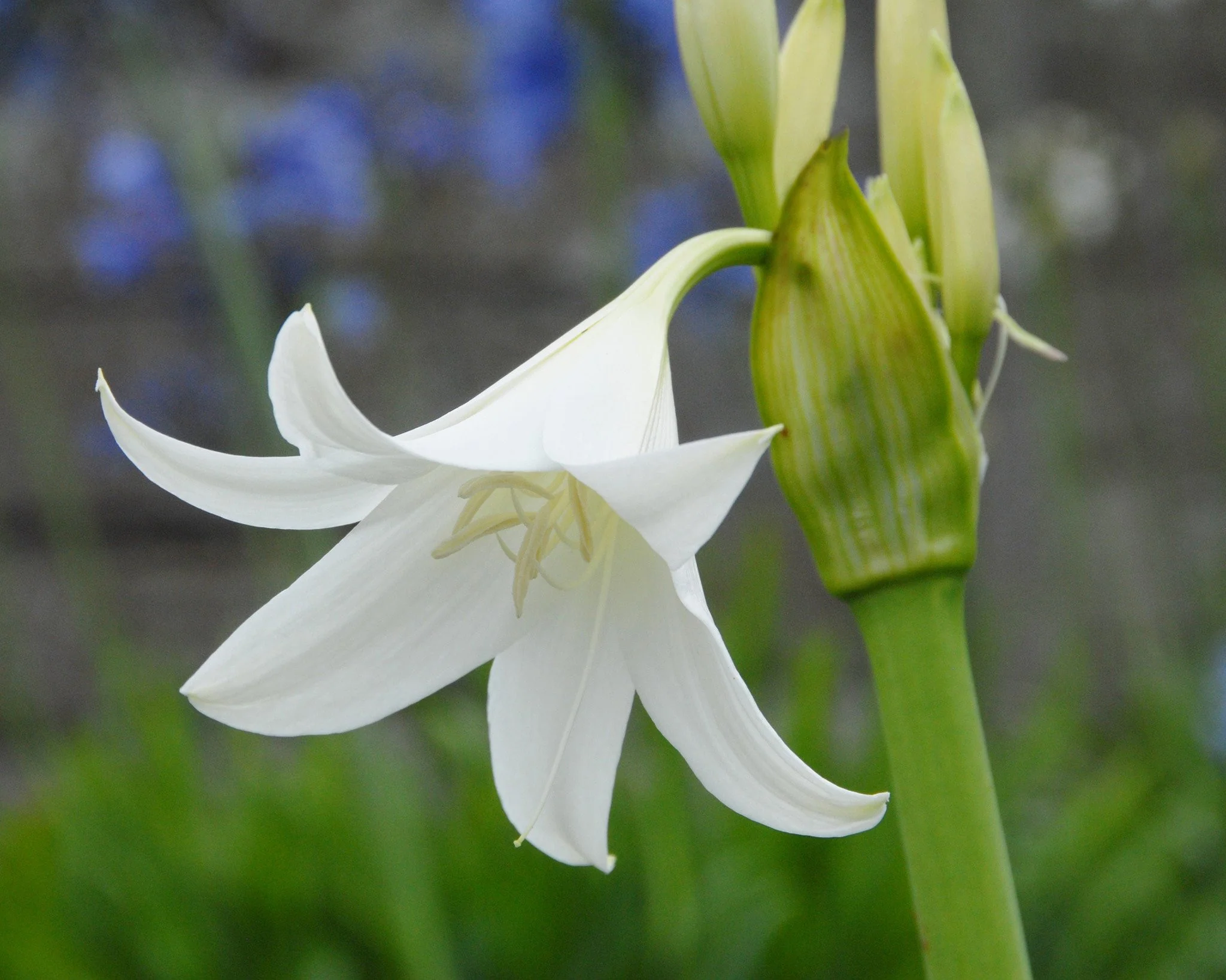 Crinum × powellii 'Album' - Image 6