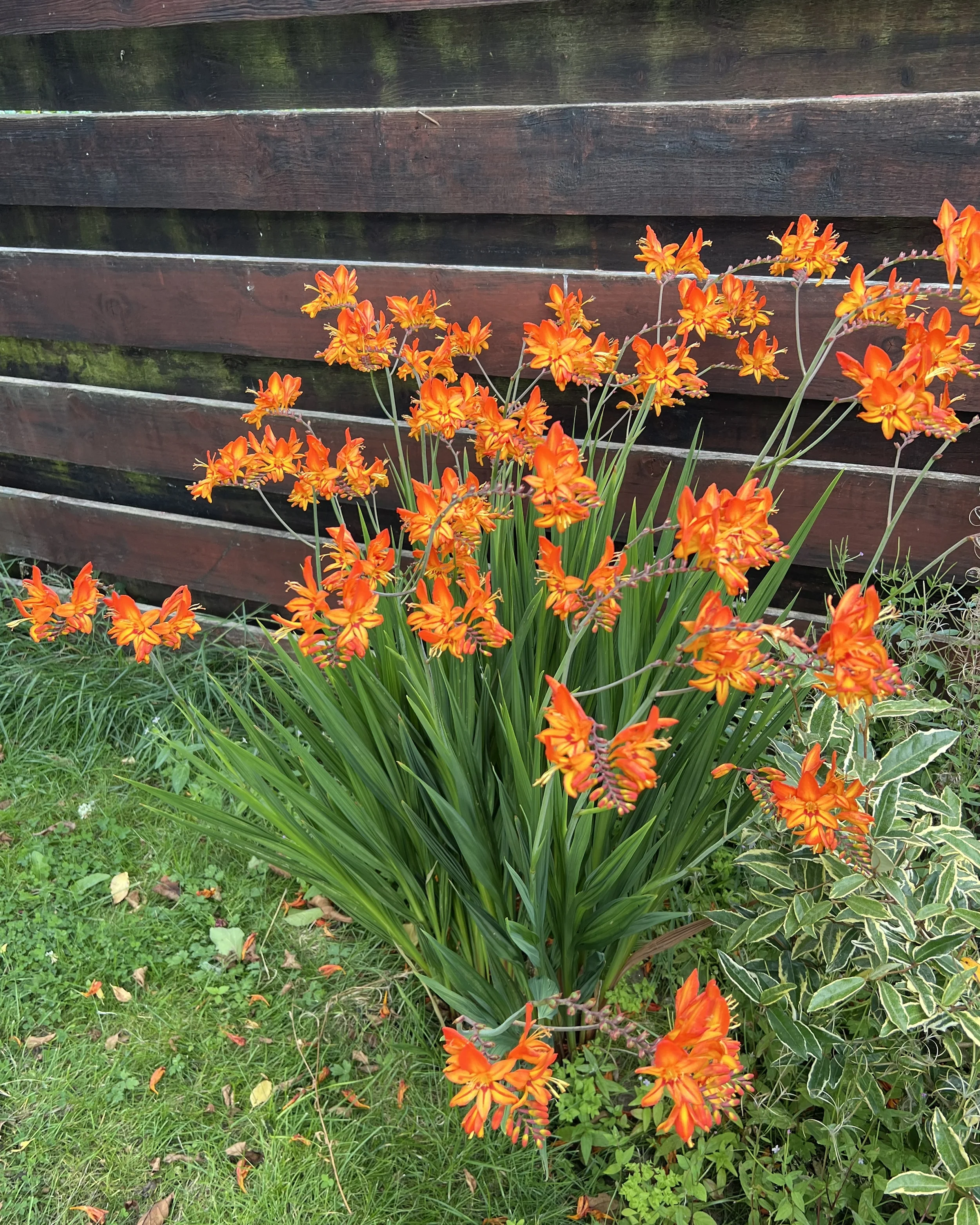 Crocosmia 'Firestarter' - Image 3