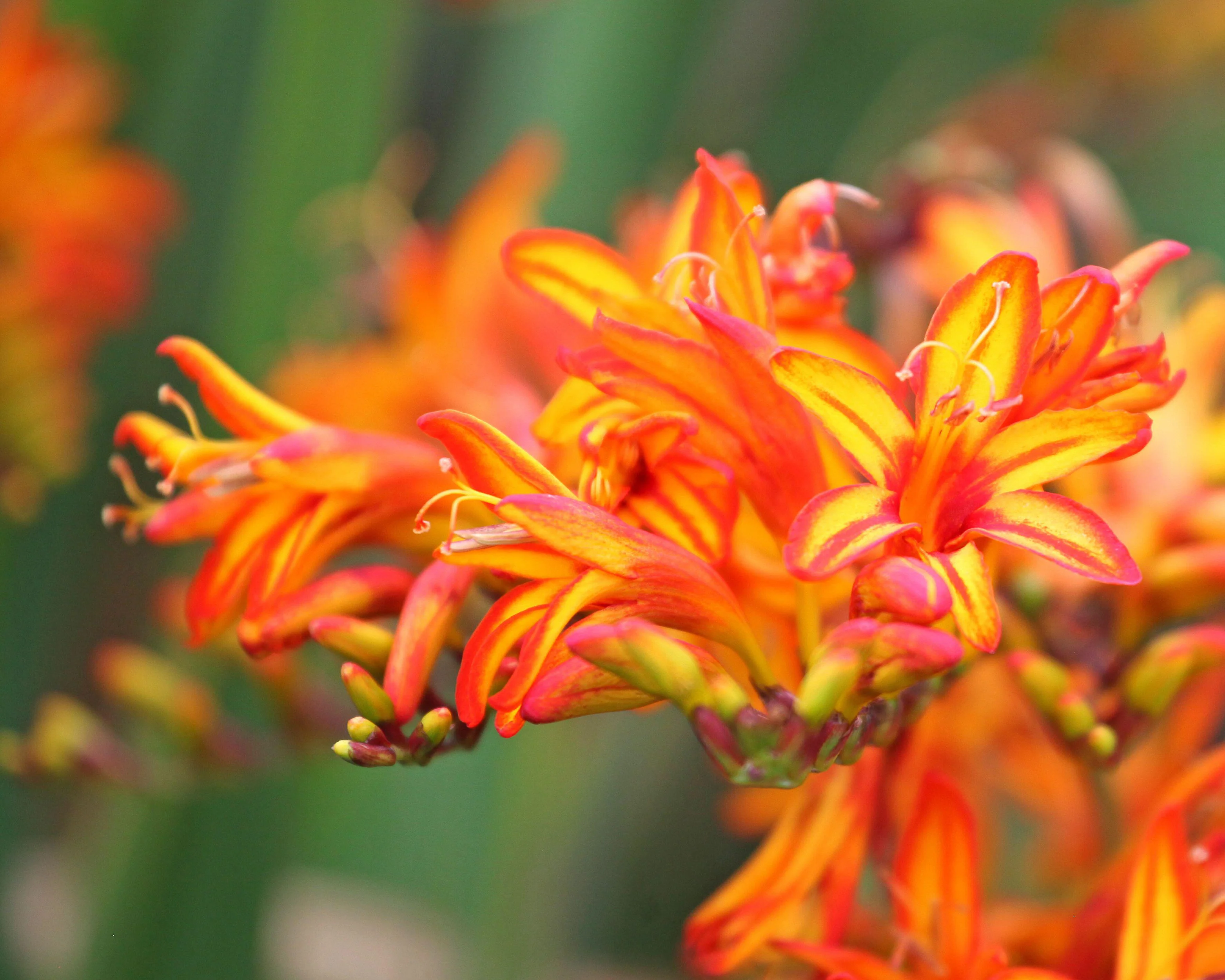 Crocosmia 'Firestarter' - Image 5