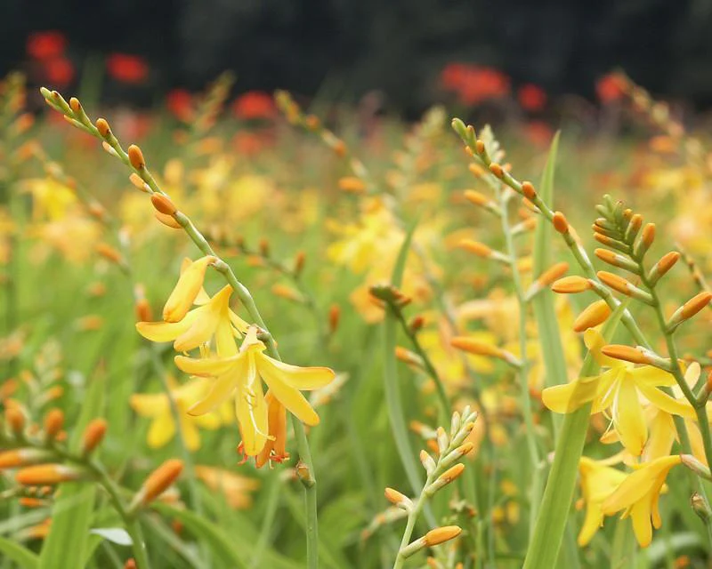 Crocosmia 'George Davison' - Image 3
