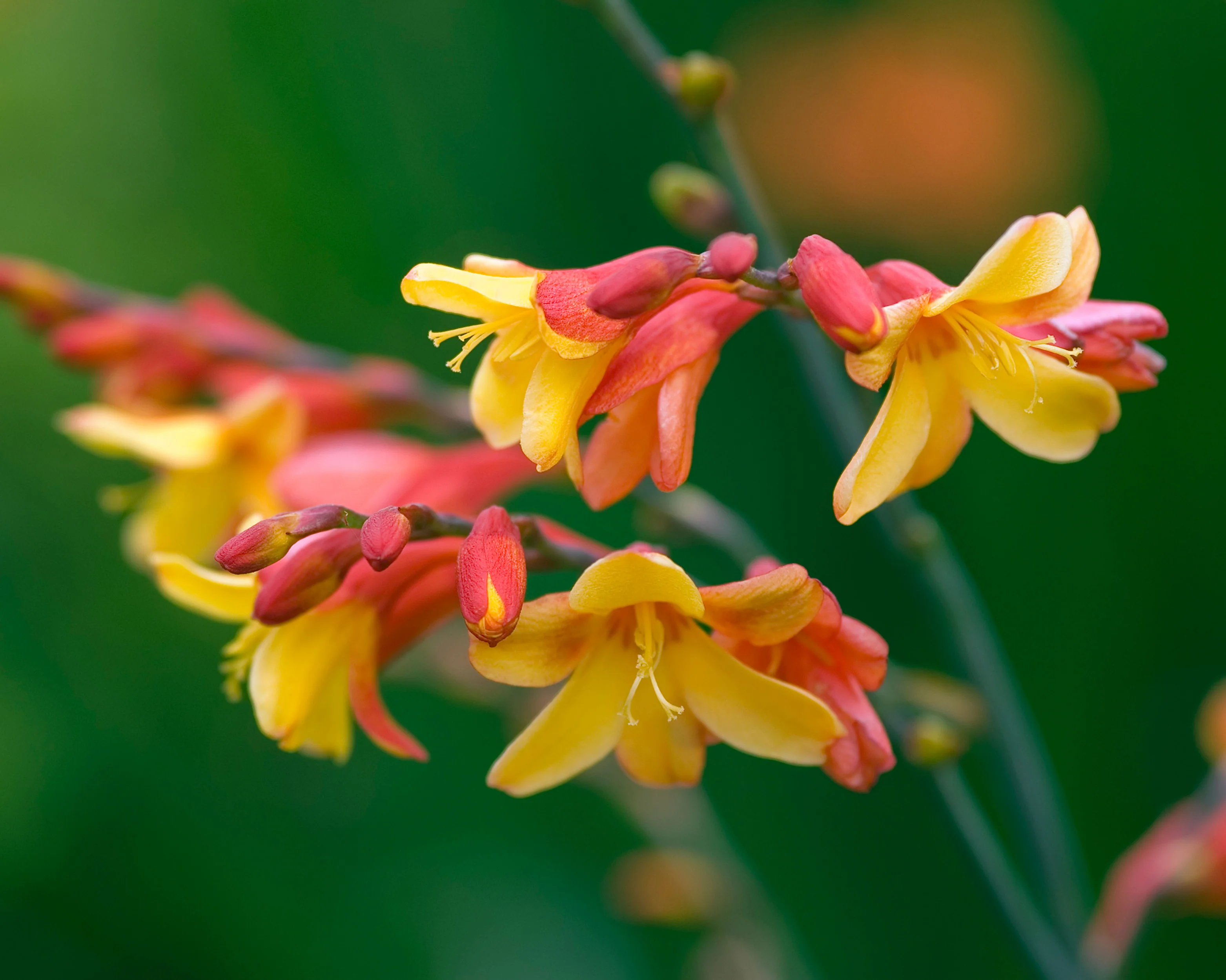 Crocosmia 'Harlequin' - Image 4