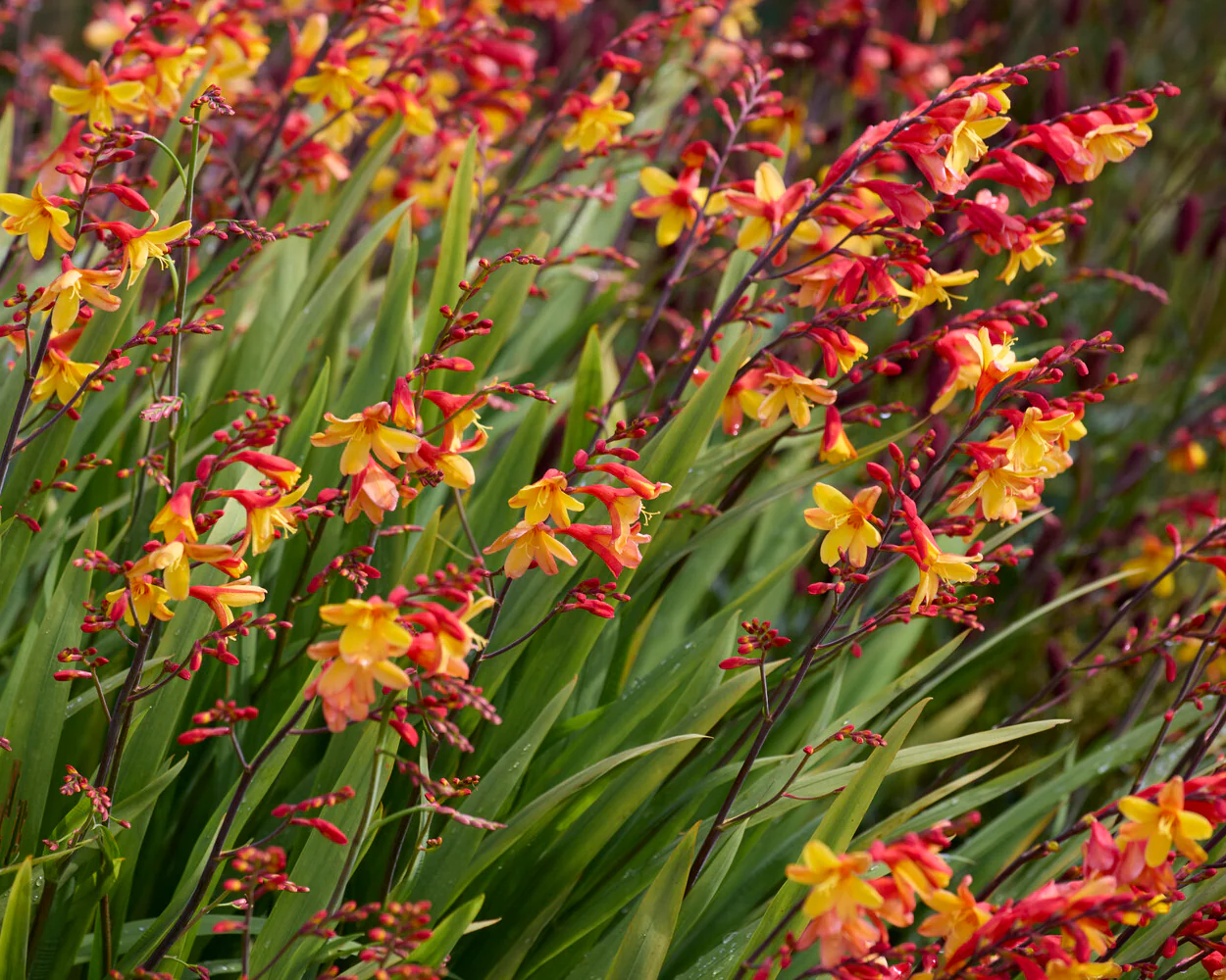 Crocosmia 'Harlequin' - Image 7