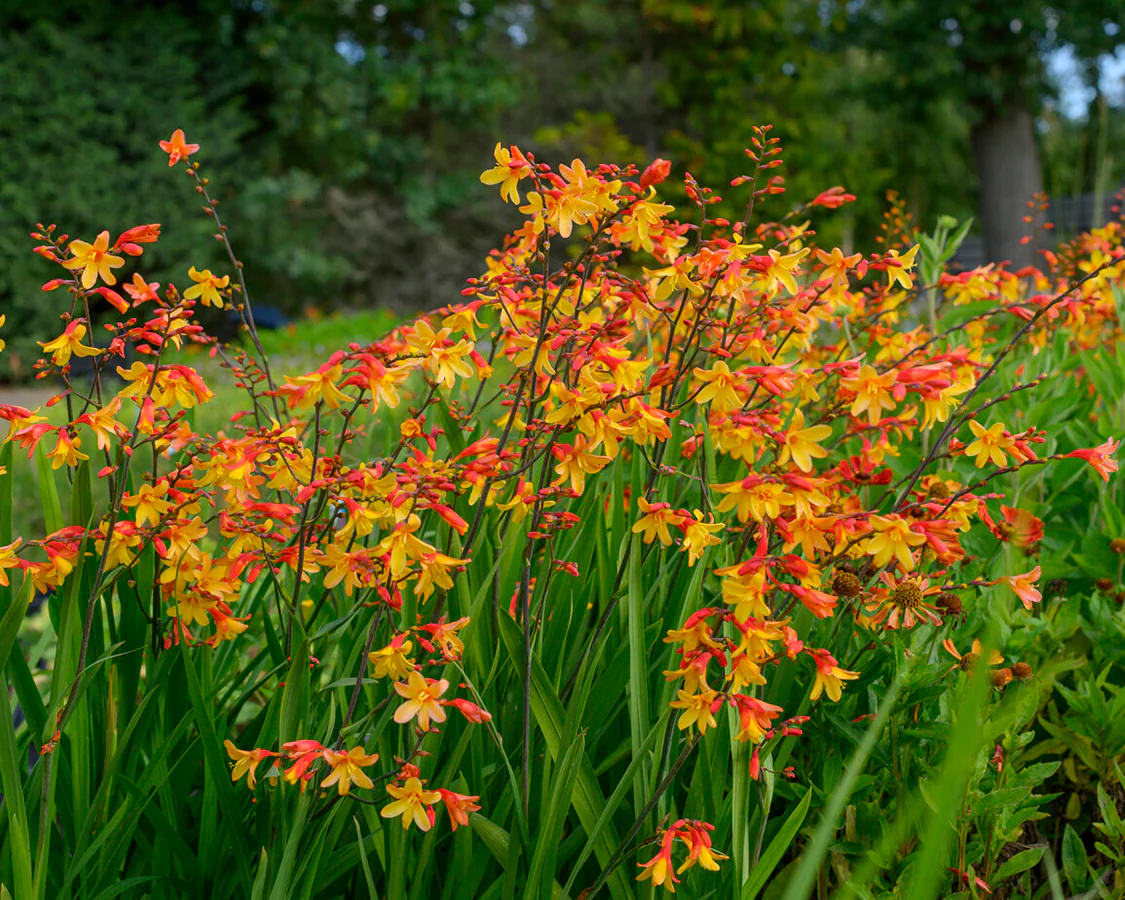 Crocosmia 'Harlequin' - Image 8