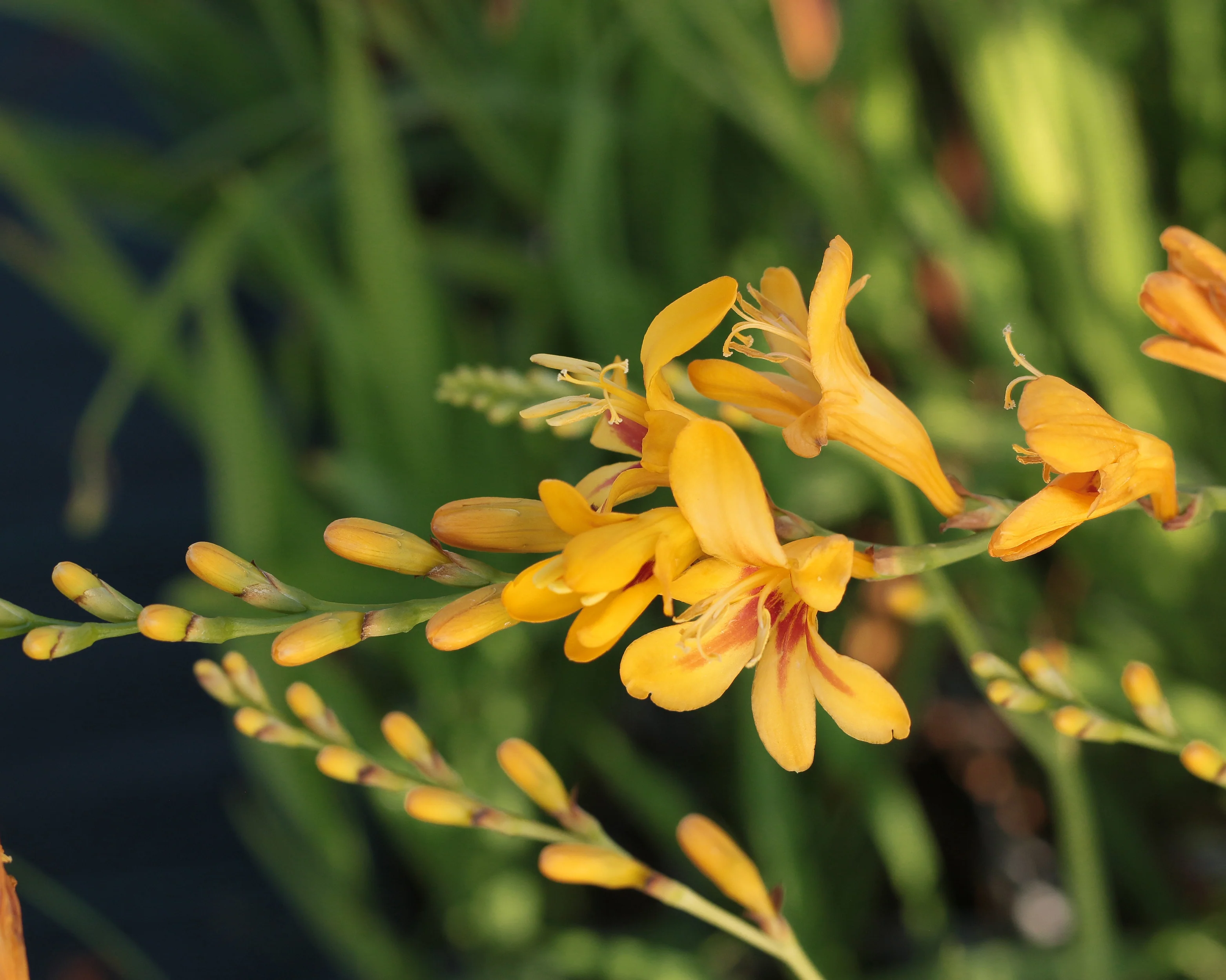Crocosmia 'Hot Spot' - Image 3