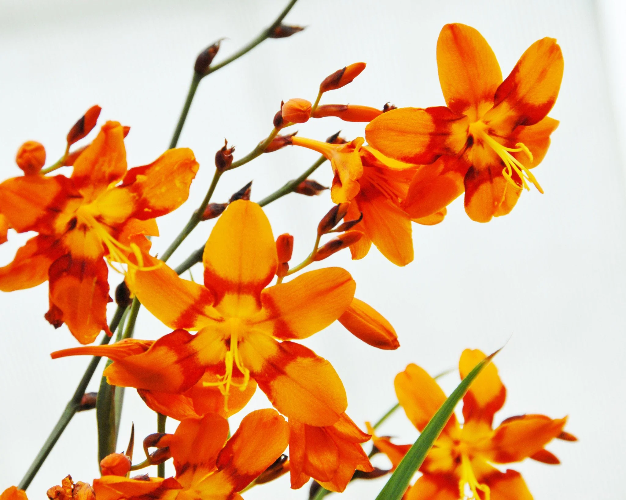 Crocosmia 'Emily McKenzie' - Image 2