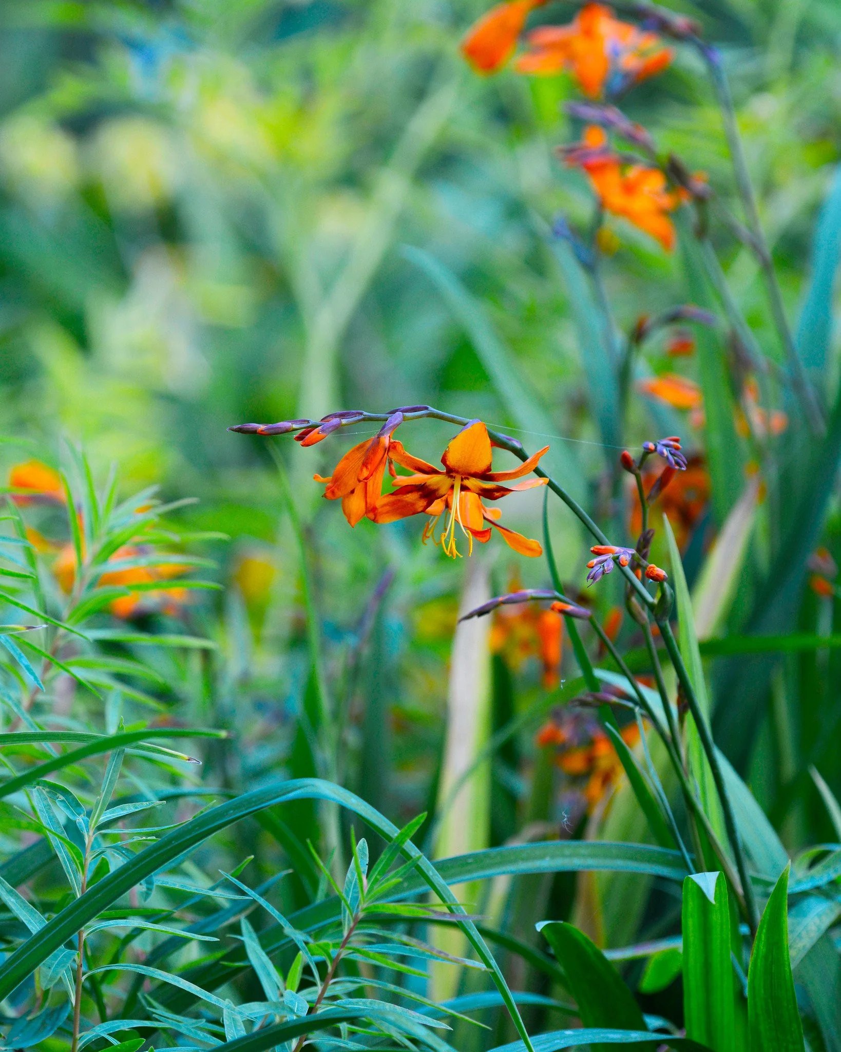 Crocosmia 'Emily McKenzie' - Image 3