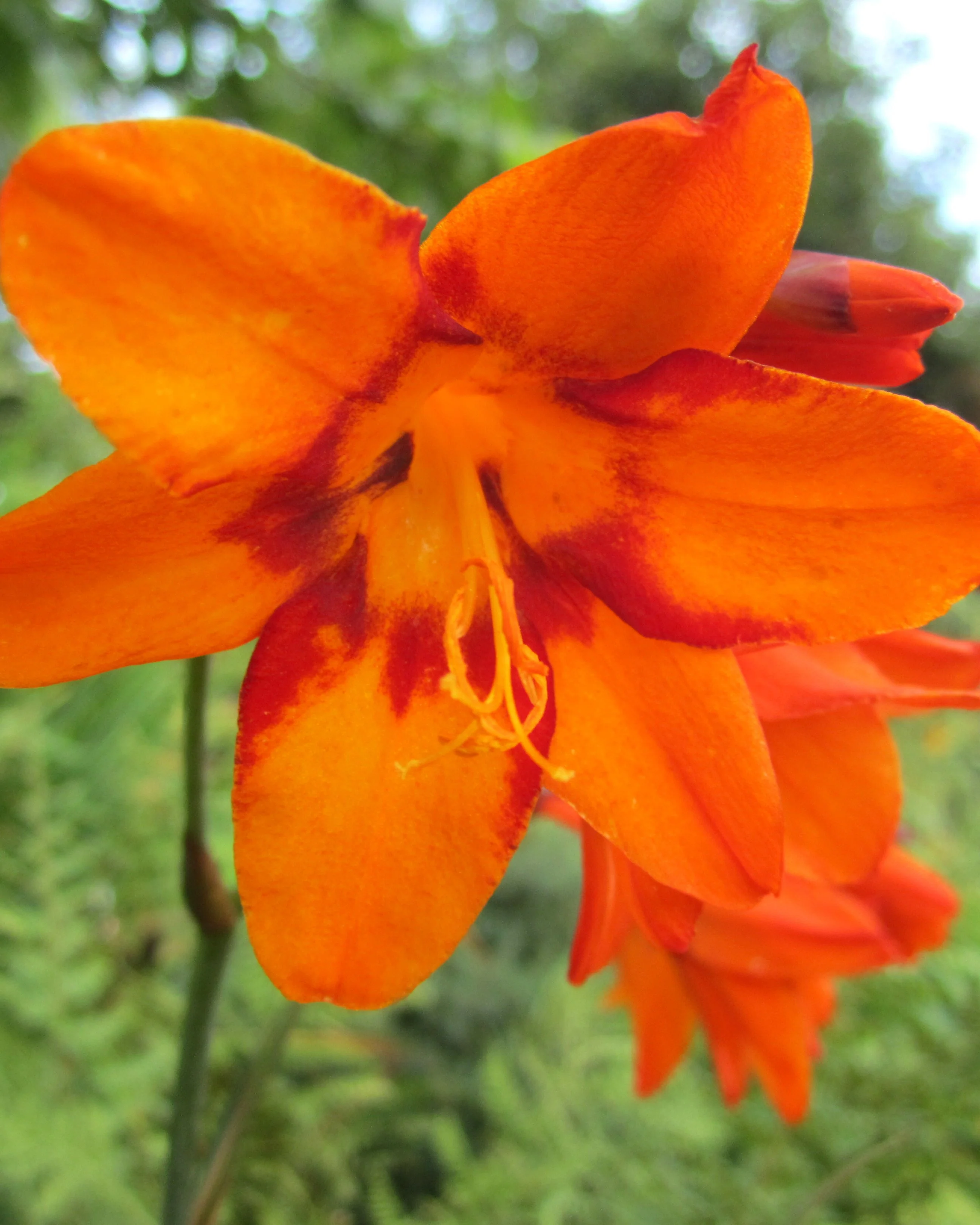 Crocosmia 'Emily McKenzie' - Image 4