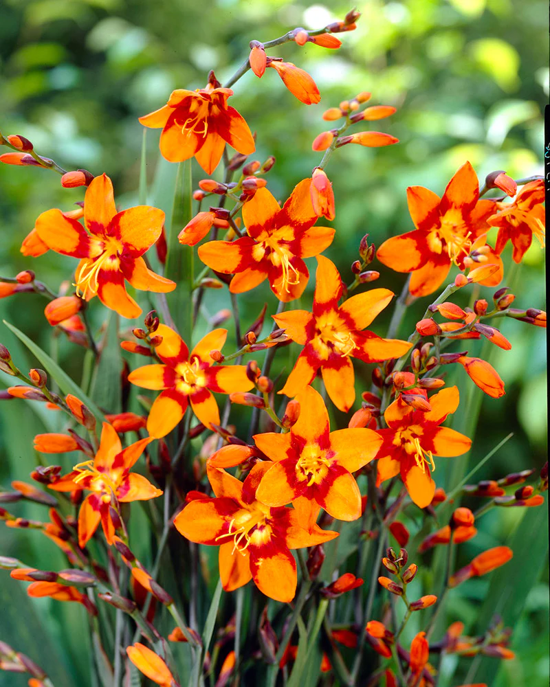 Crocosmia 'Emily McKenzie' - Image 5