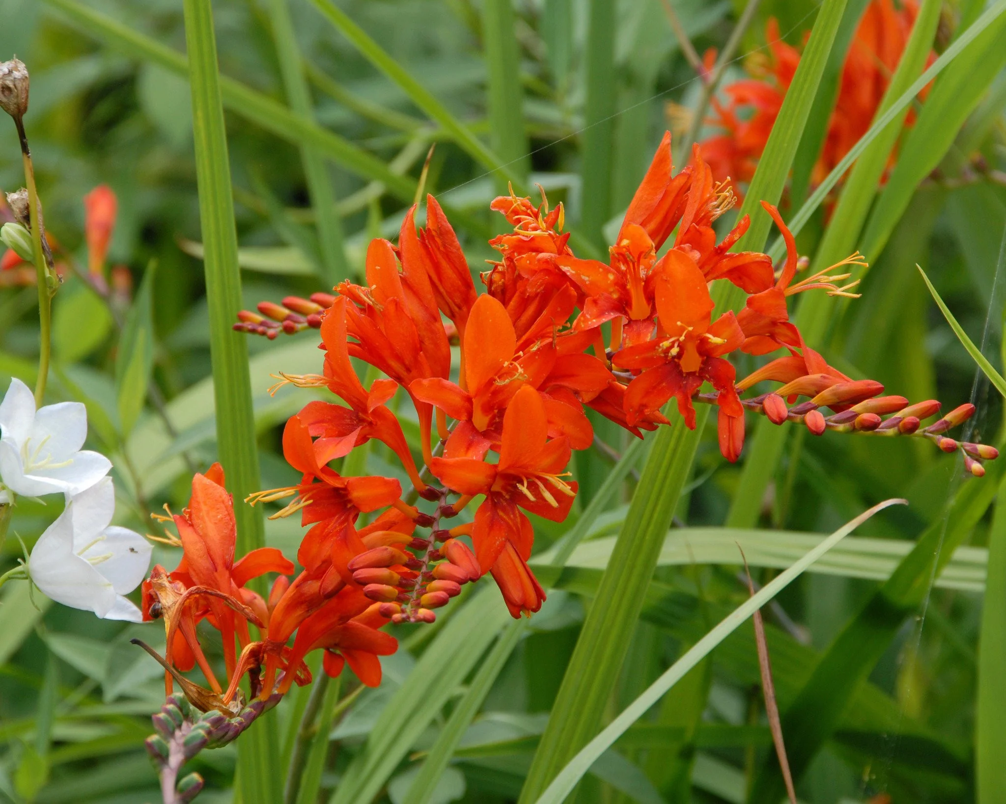 Crocosmia 'Mistral' - Image 3