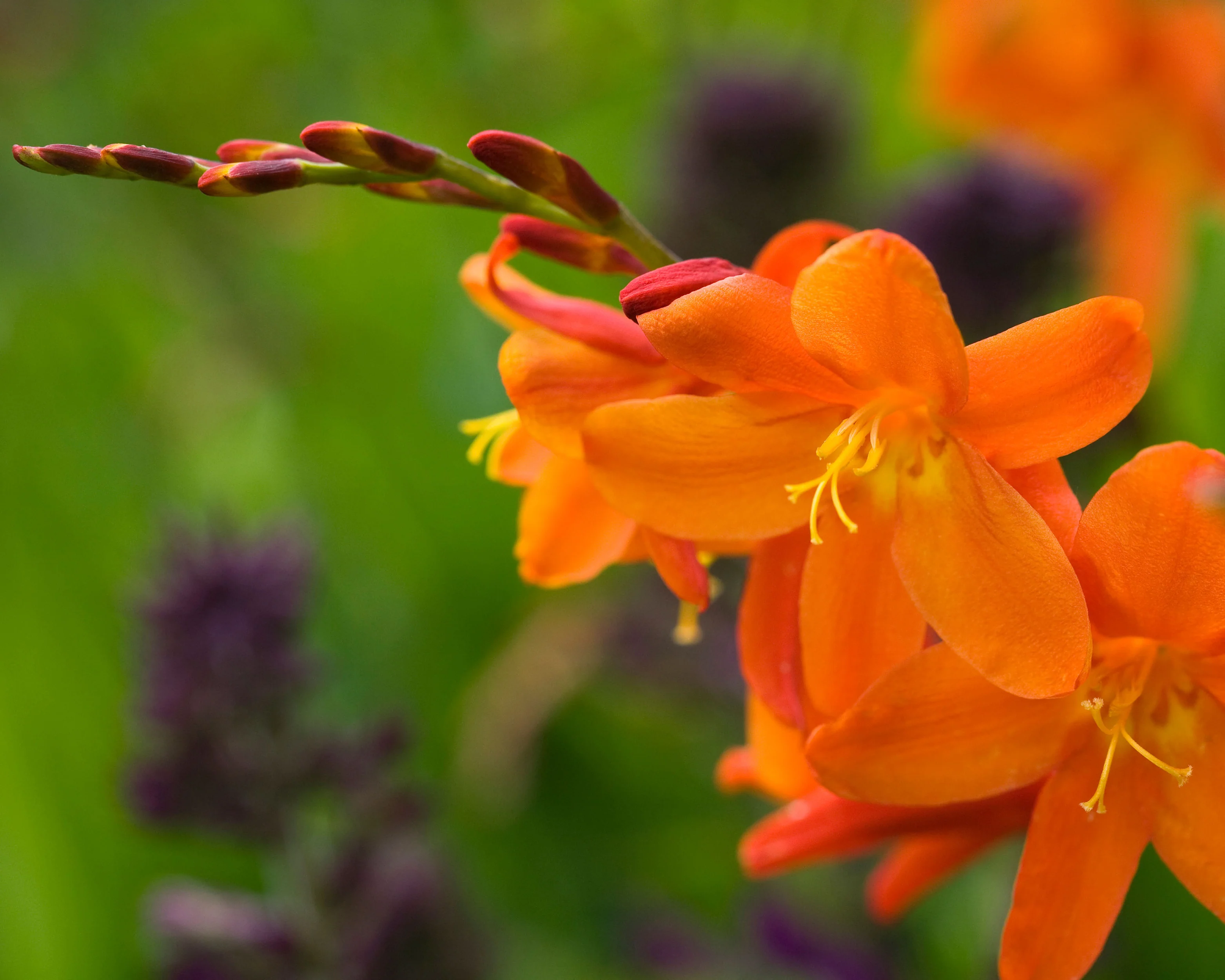 Crocosmia 'Star of the East' - Image 9