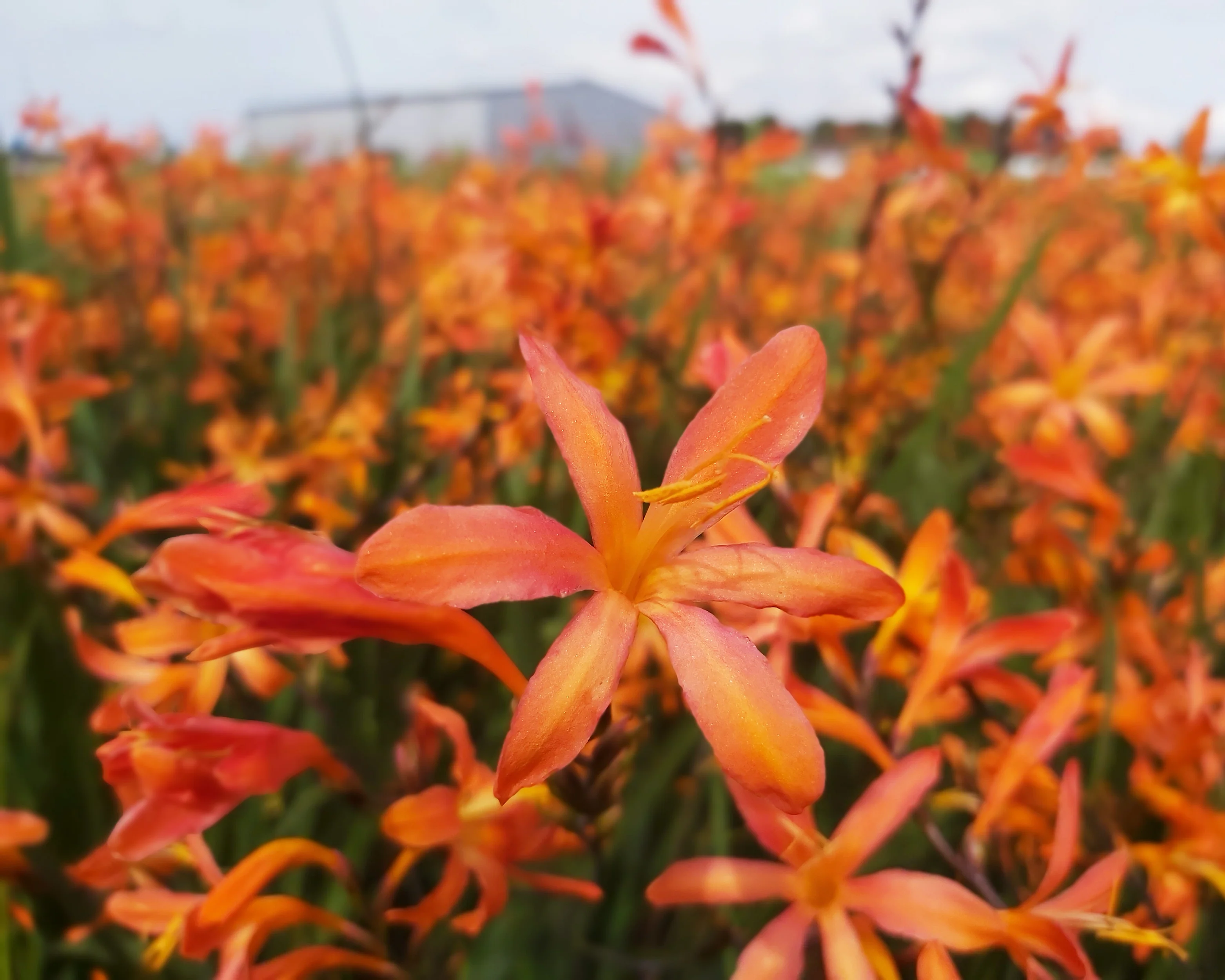 Crocosmia 'Sunset' - Image 4