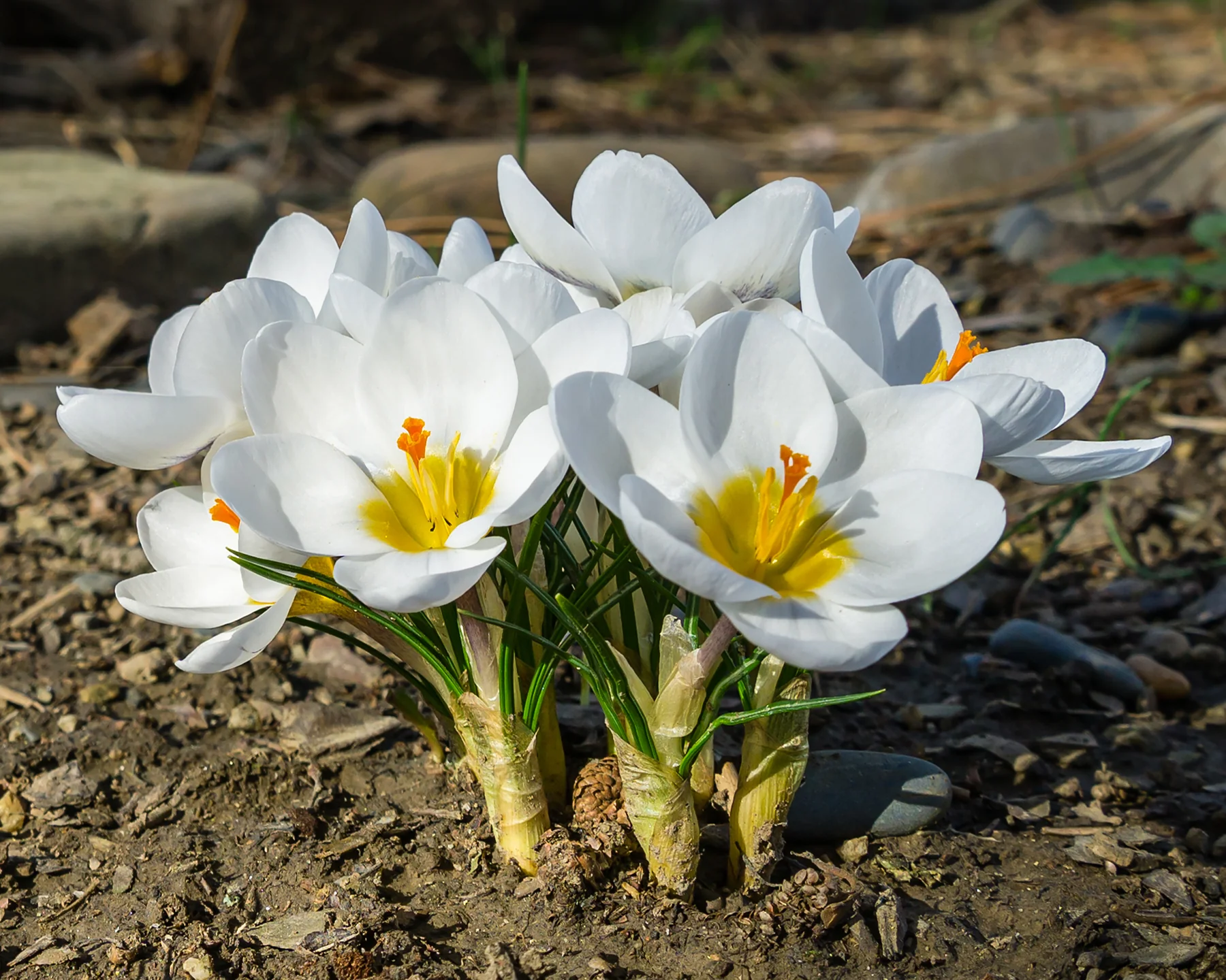 Crocus 'Ard Schenk' - Image 4