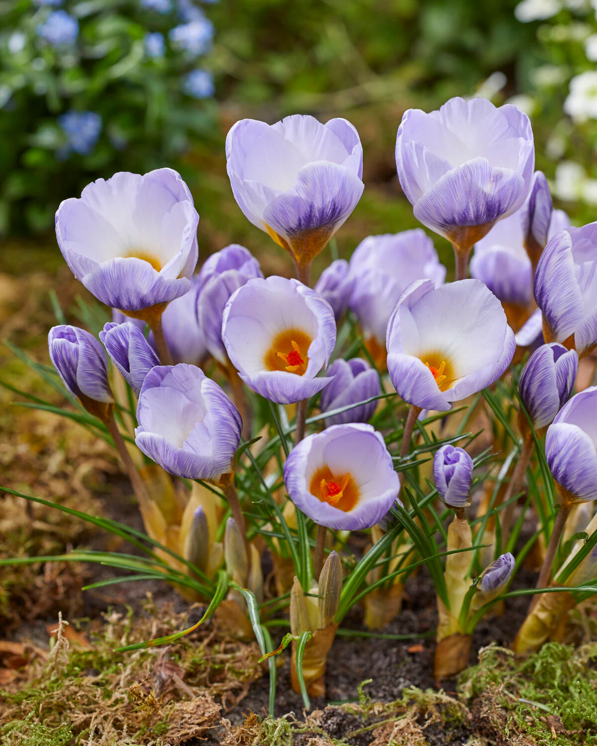 Crocus 'Blue Marlin'