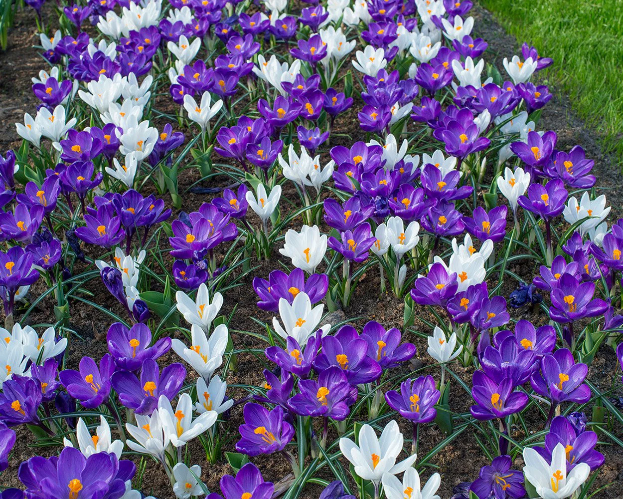Crocus 'Flower Record' - Image 5