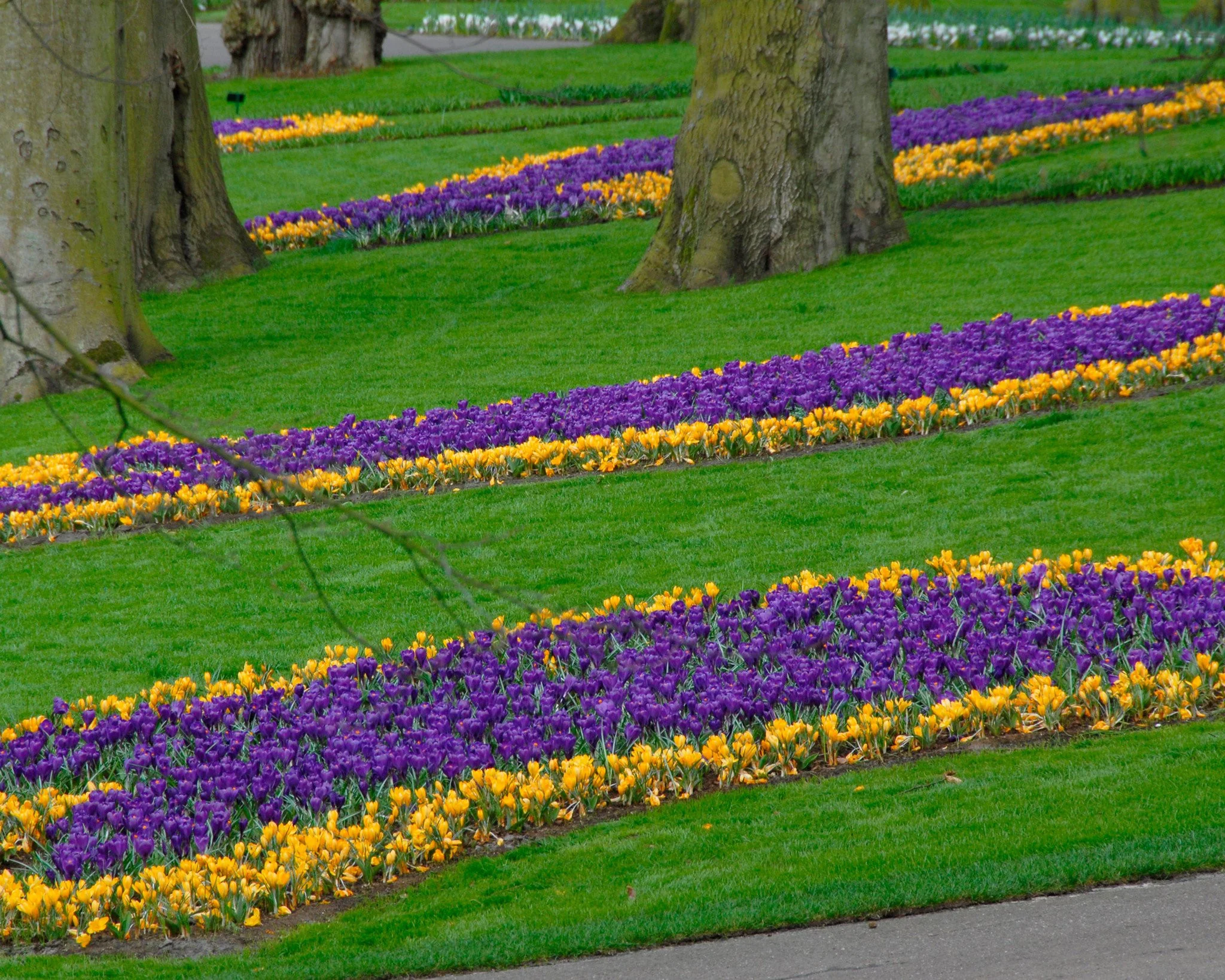 Crocus 'Flower Record' - Image 6
