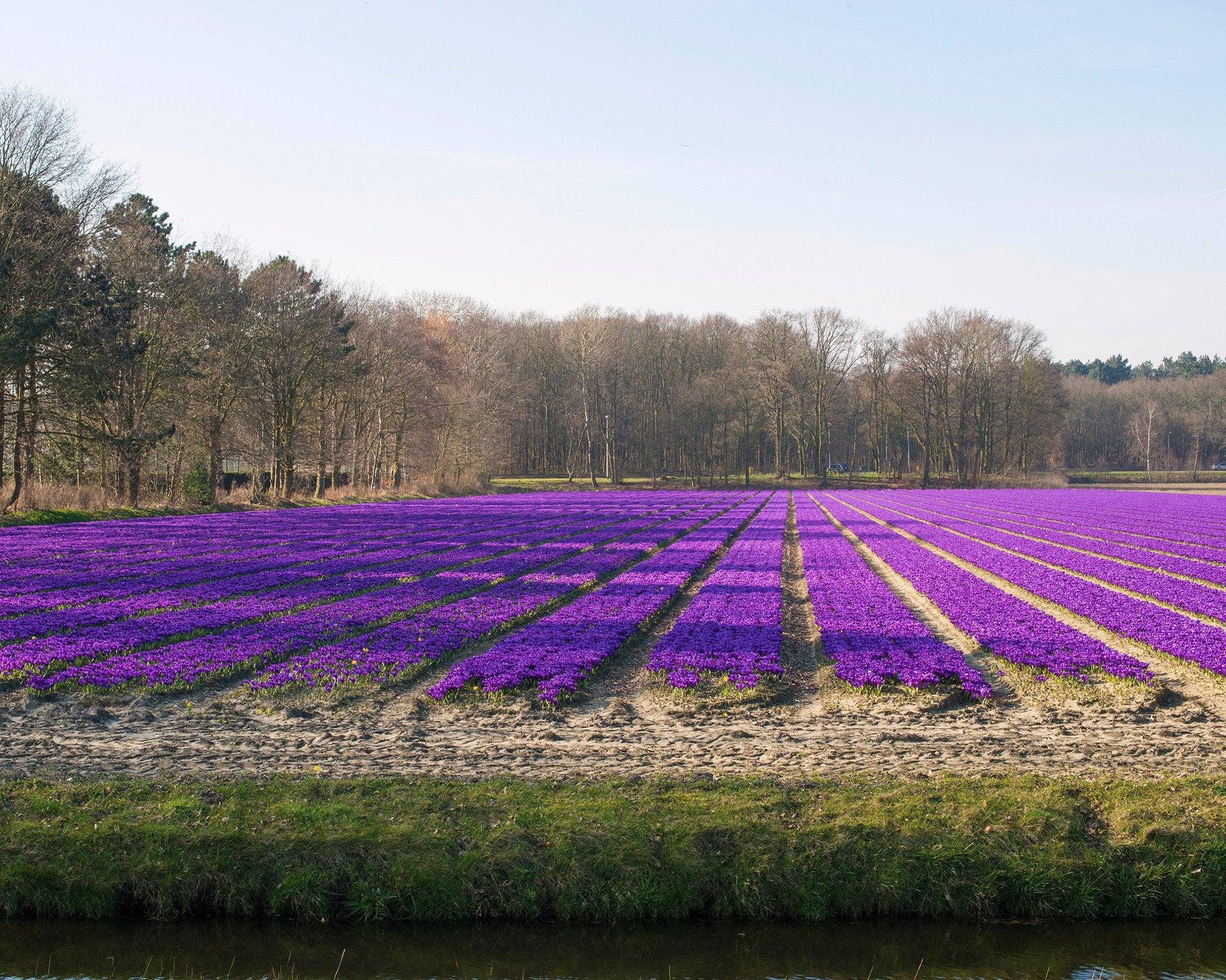 Crocus 'Flower Record' - Image 7