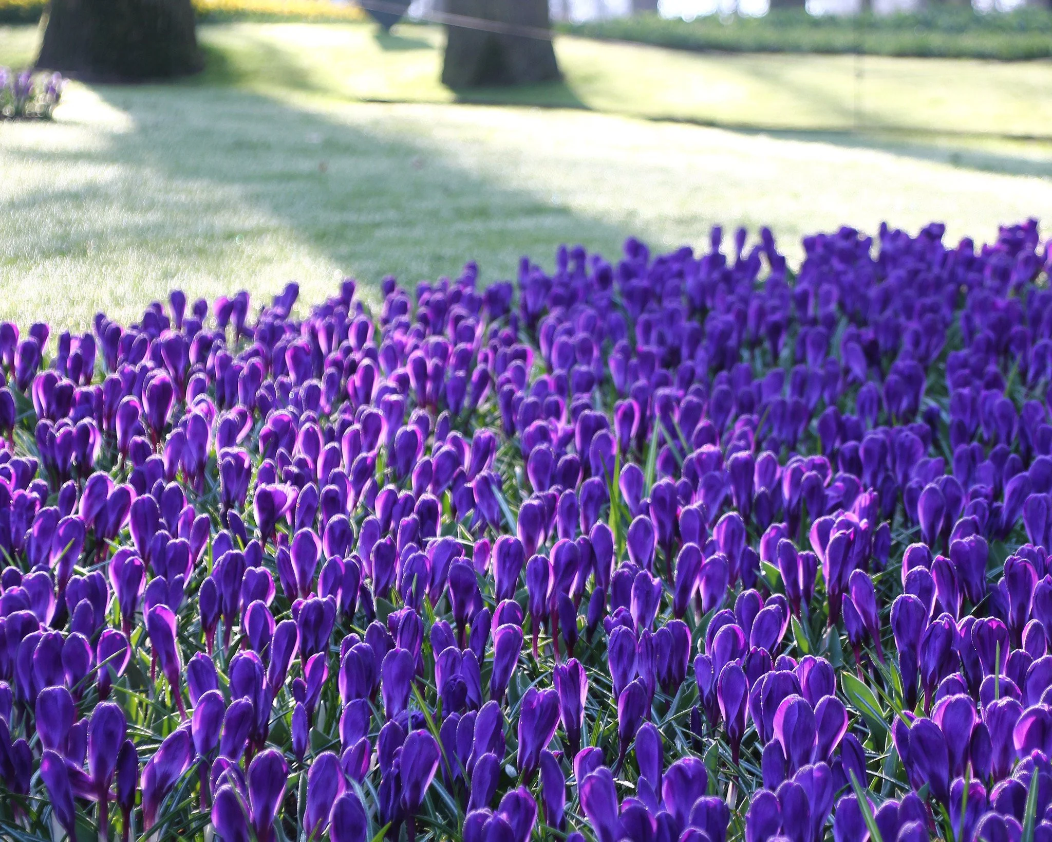 Crocus 'Flower Record' - Image 9