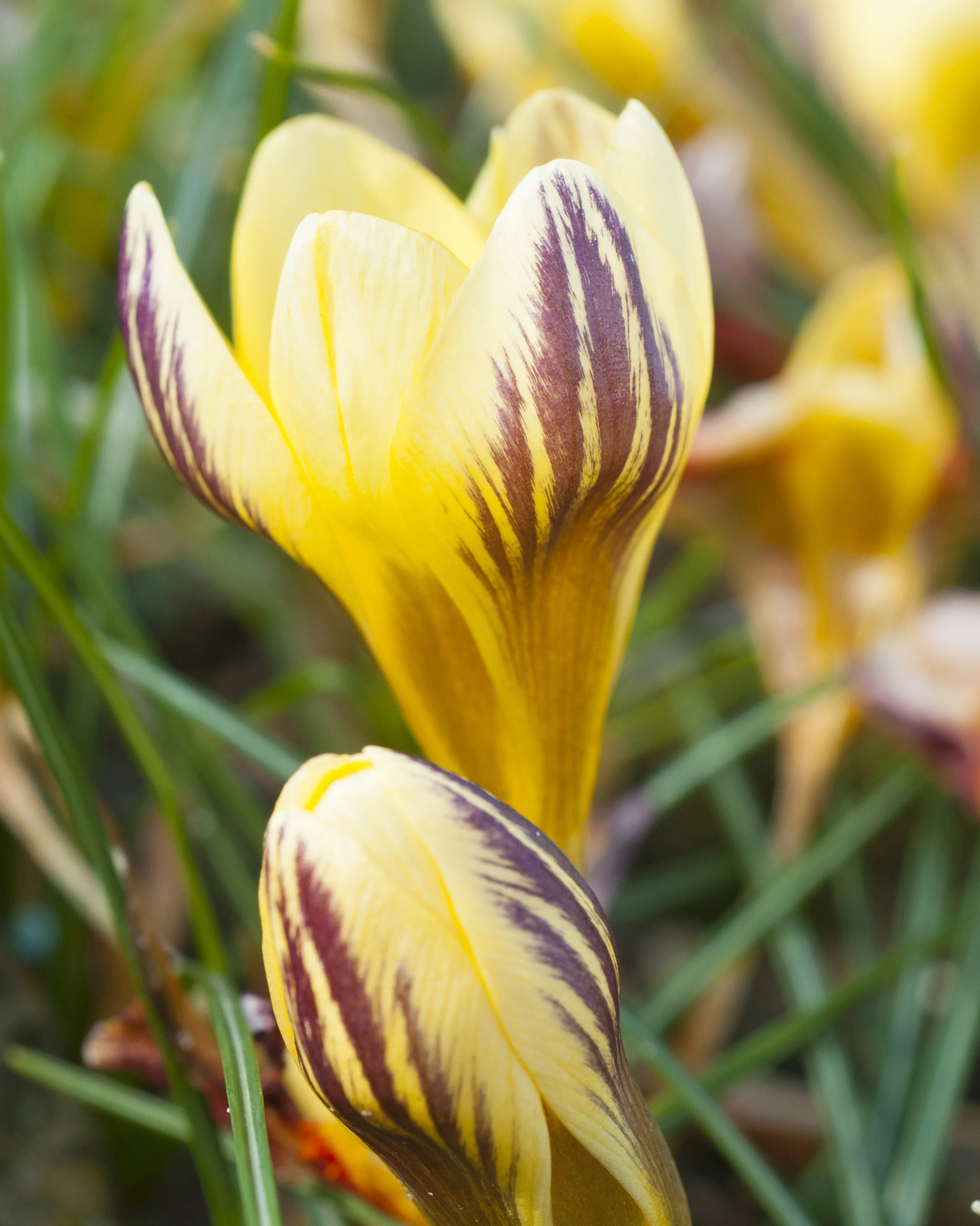 Crocus 'Gipsy Girl' - Image 3