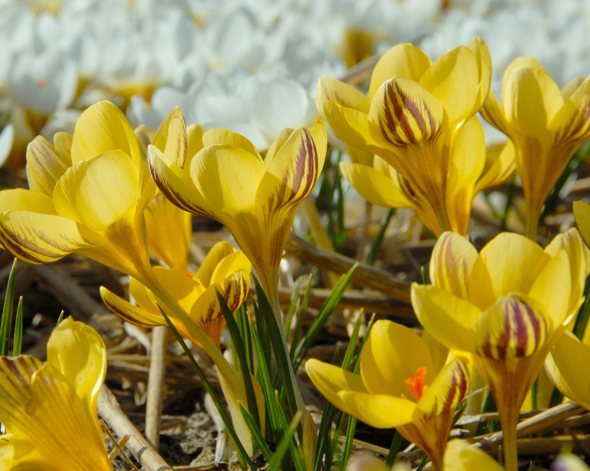 Crocus 'Gipsy Girl' - Image 6
