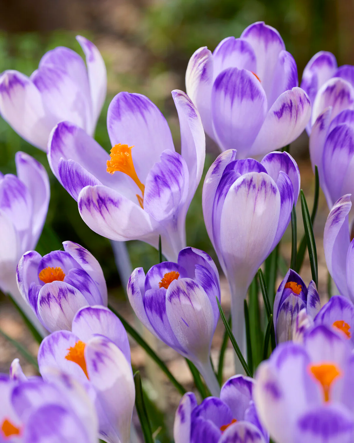 Crocus 'Harry Hay'