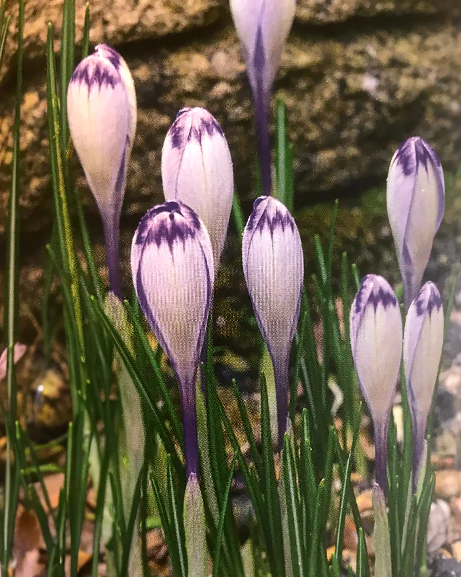 Crocus 'Harry Hay' - Image 11