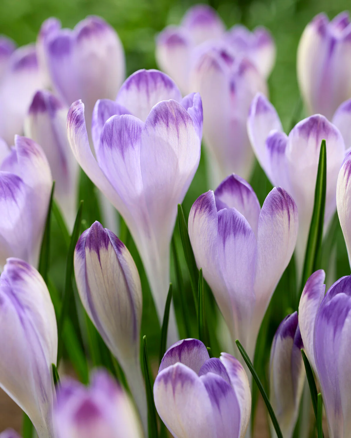 Crocus 'Harry Hay' - Image 2