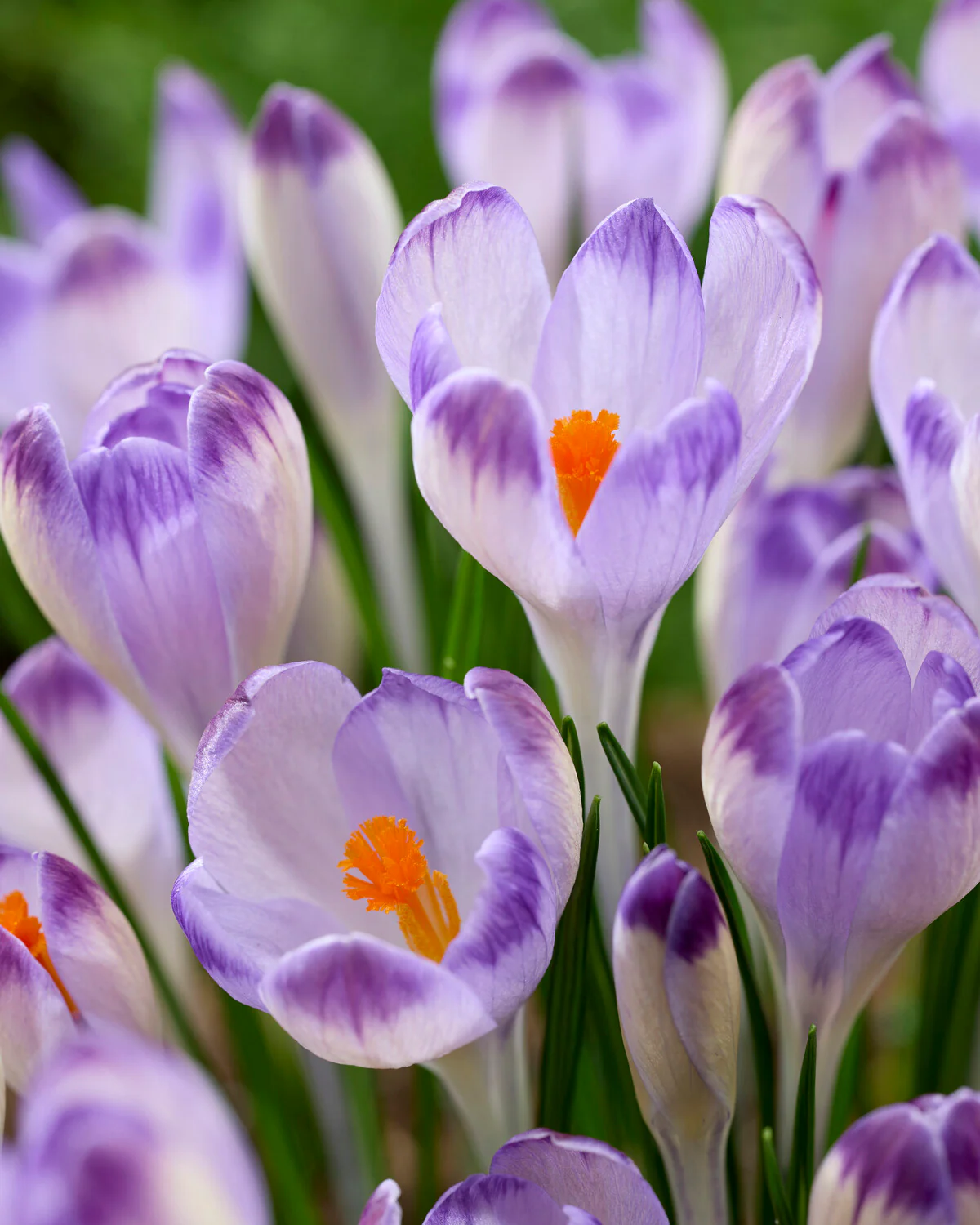 Crocus 'Harry Hay' - Image 4