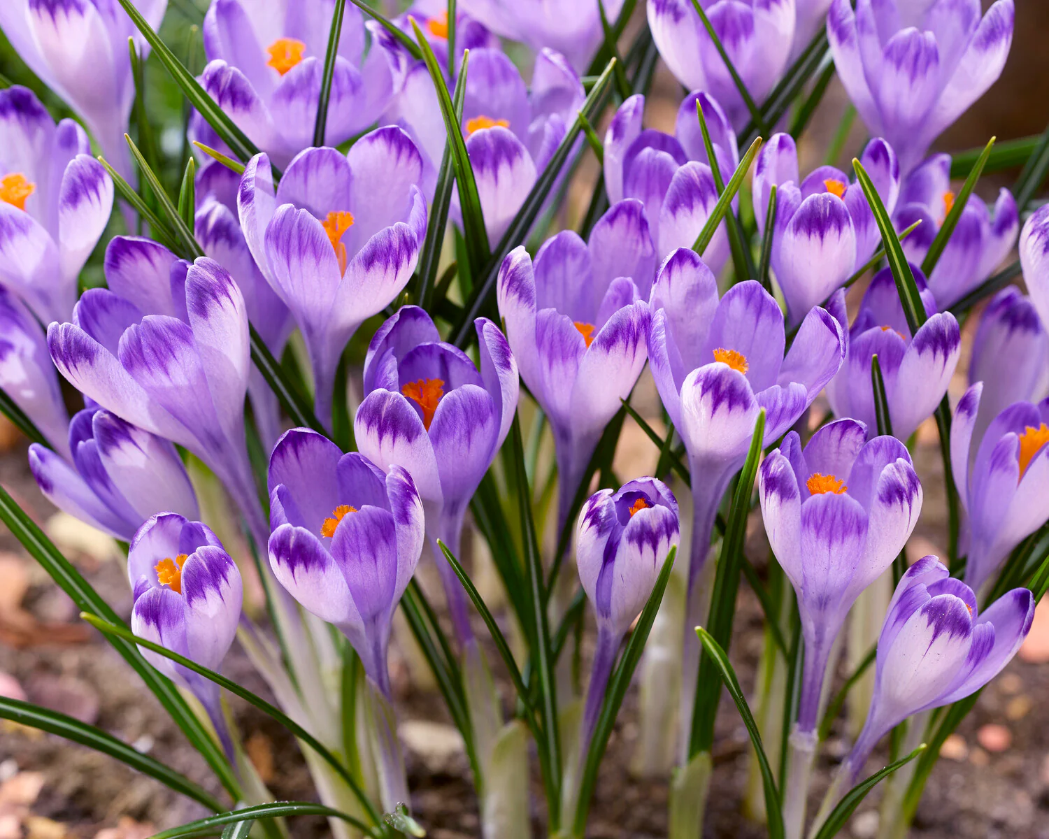 Crocus 'Harry Hay' - Image 5