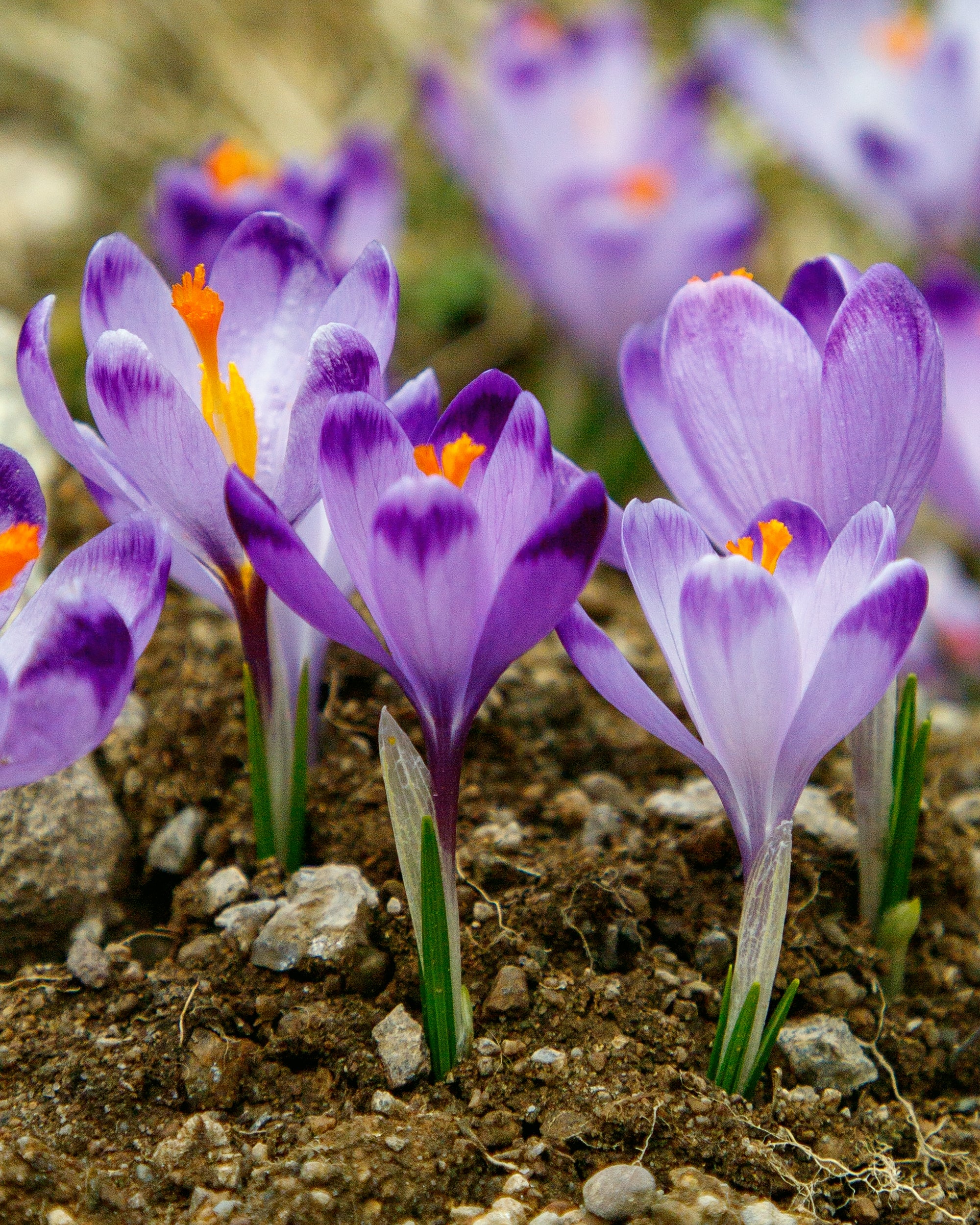 Crocus 'Harry Hay' - Image 6