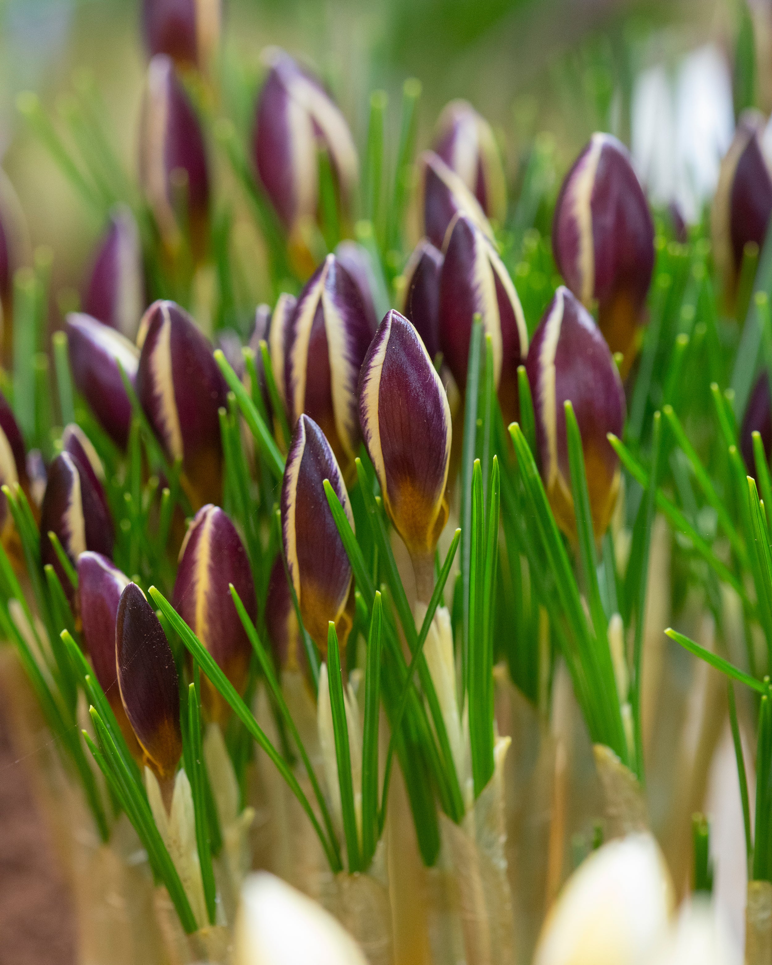 Crocus 'Herald' - Image 2