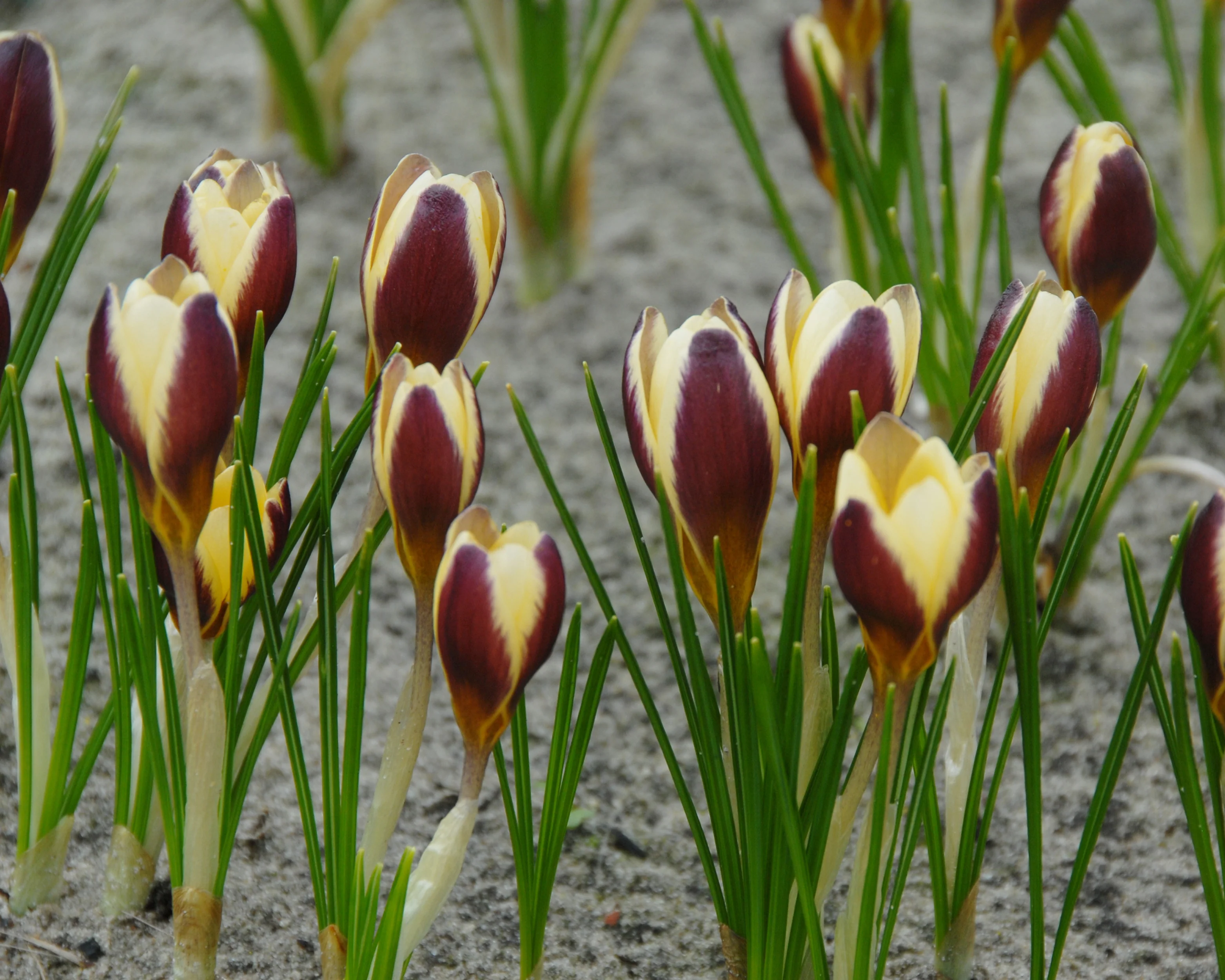 Crocus 'Herald' - Image 6
