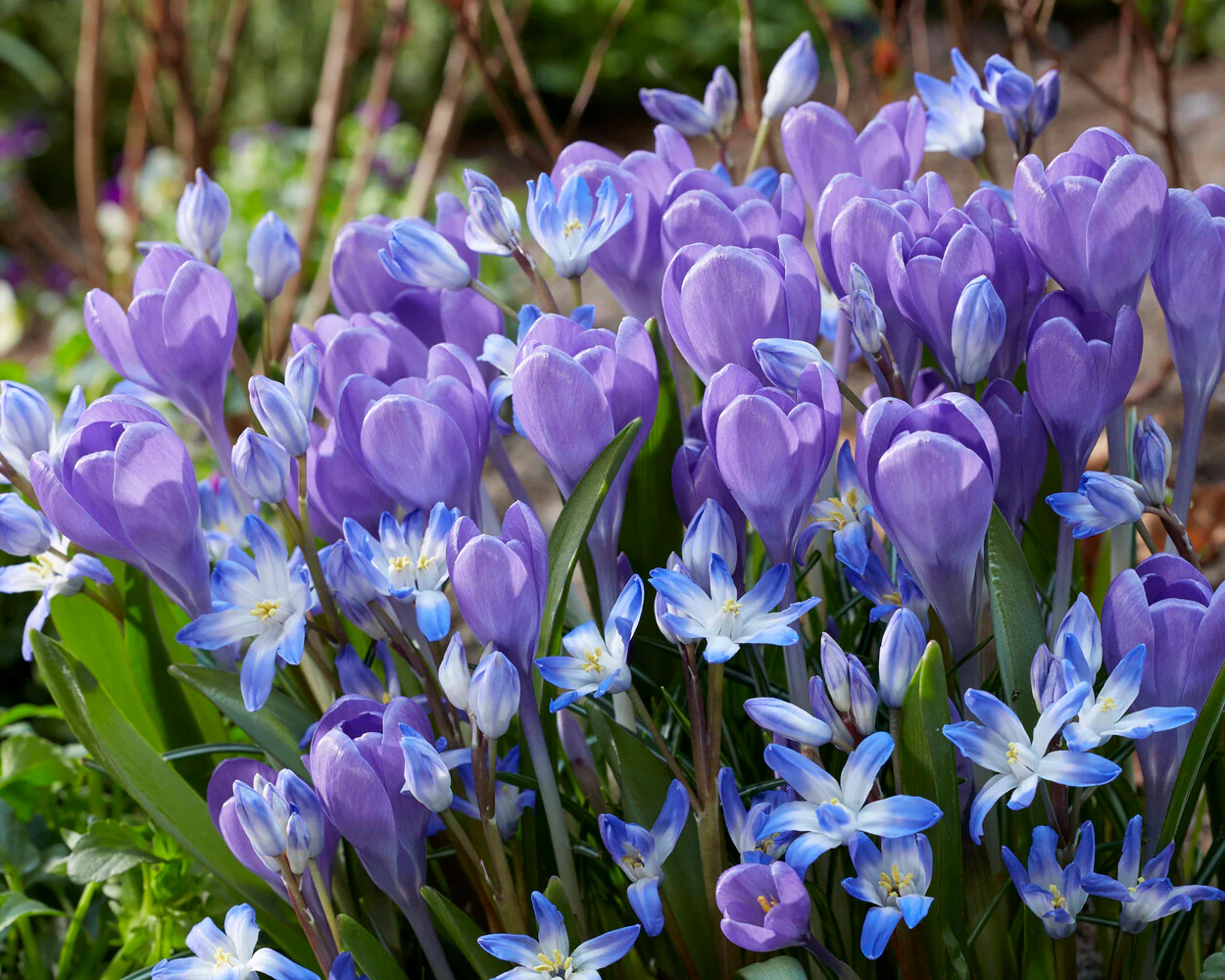 Crocus 'Hummingbird' - Image 2