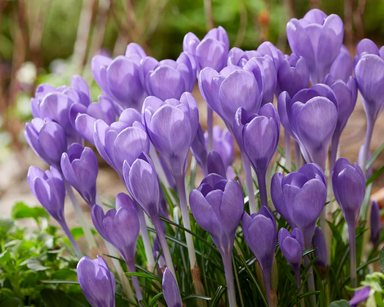 Crocus 'Hummingbird' - Image 3
