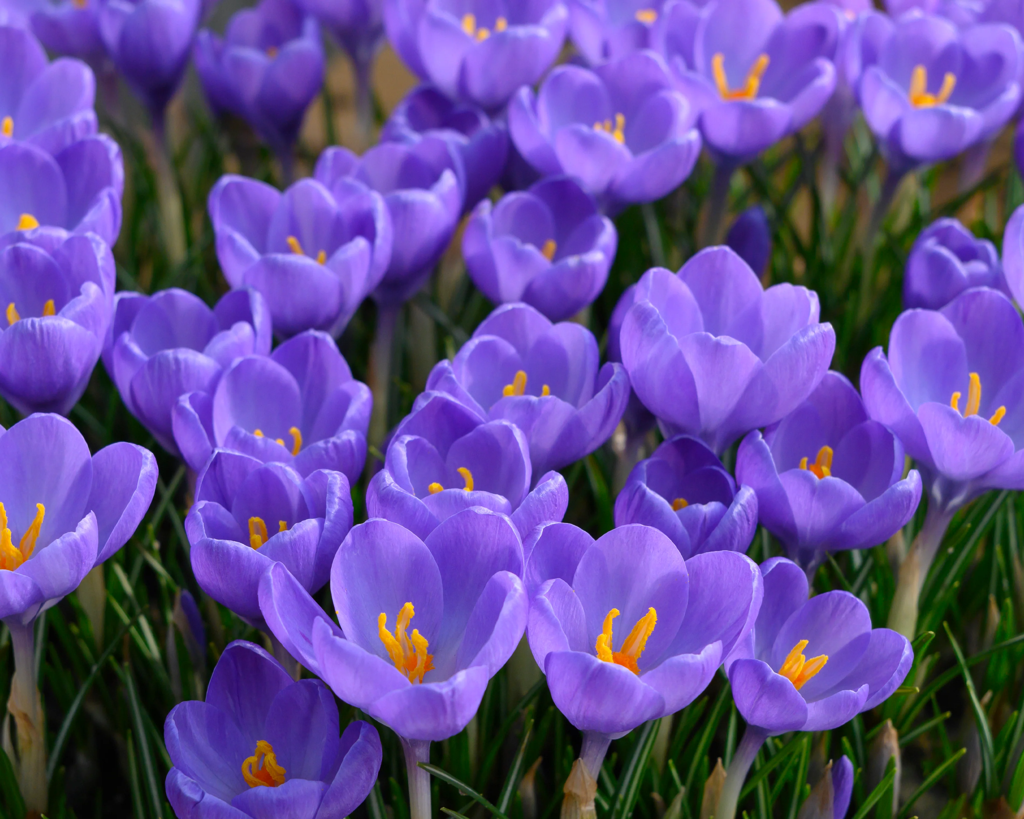 Crocus 'Hummingbird' - Image 4
