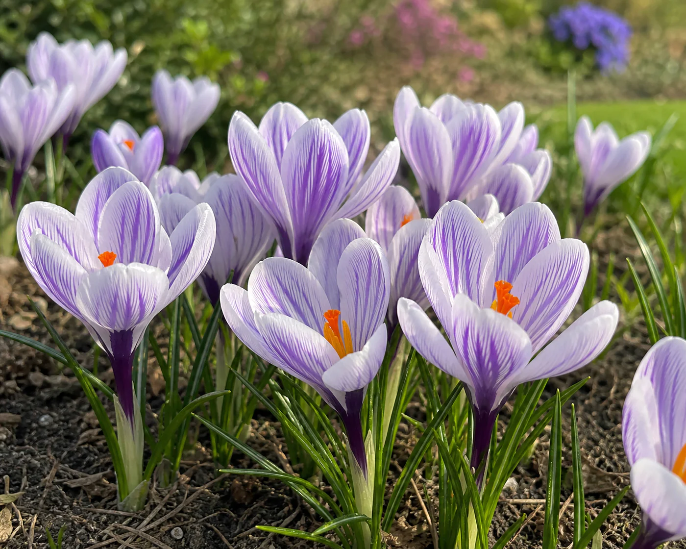 Crocus 'Imperial Purple' - Image 3