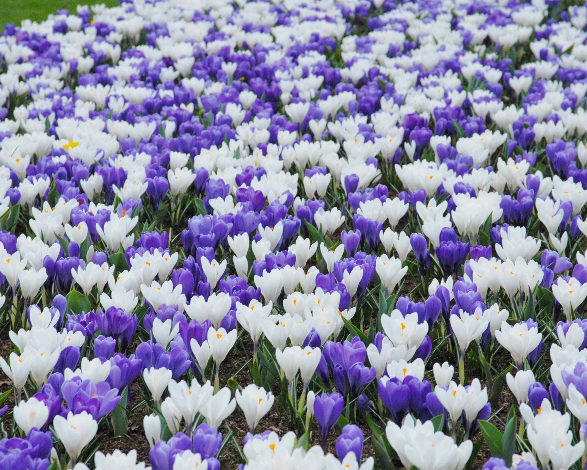 Crocus 'Jeanne d'Arc' - Image 10