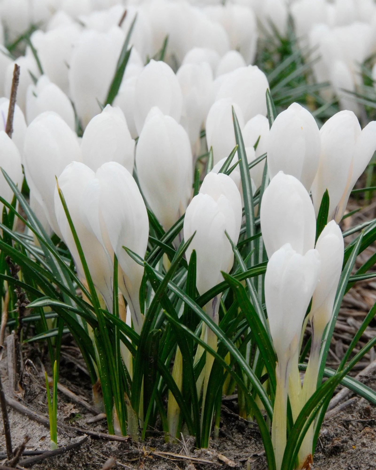 Crocus 'Jeanne d'Arc' - Image 12