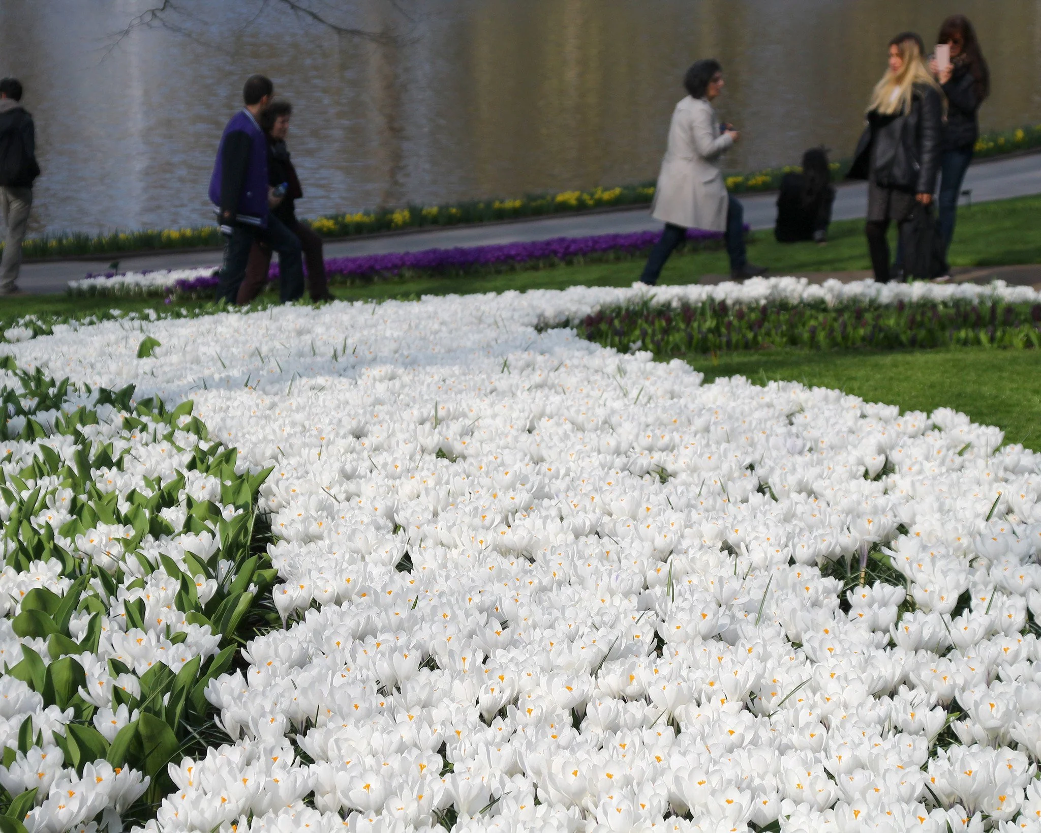Crocus 'Jeanne d'Arc' - Image 3