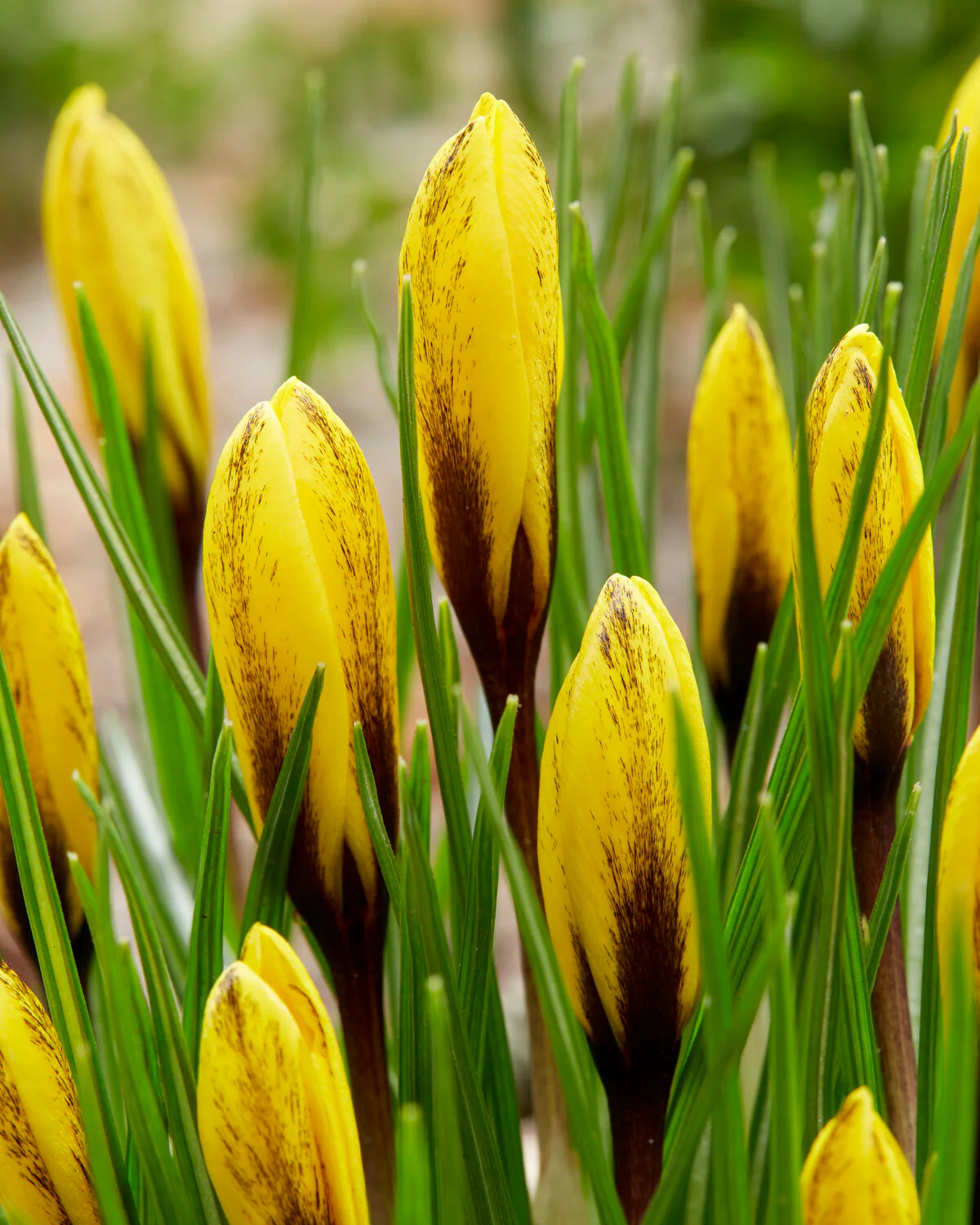 Crocus korolkowii - Image 5