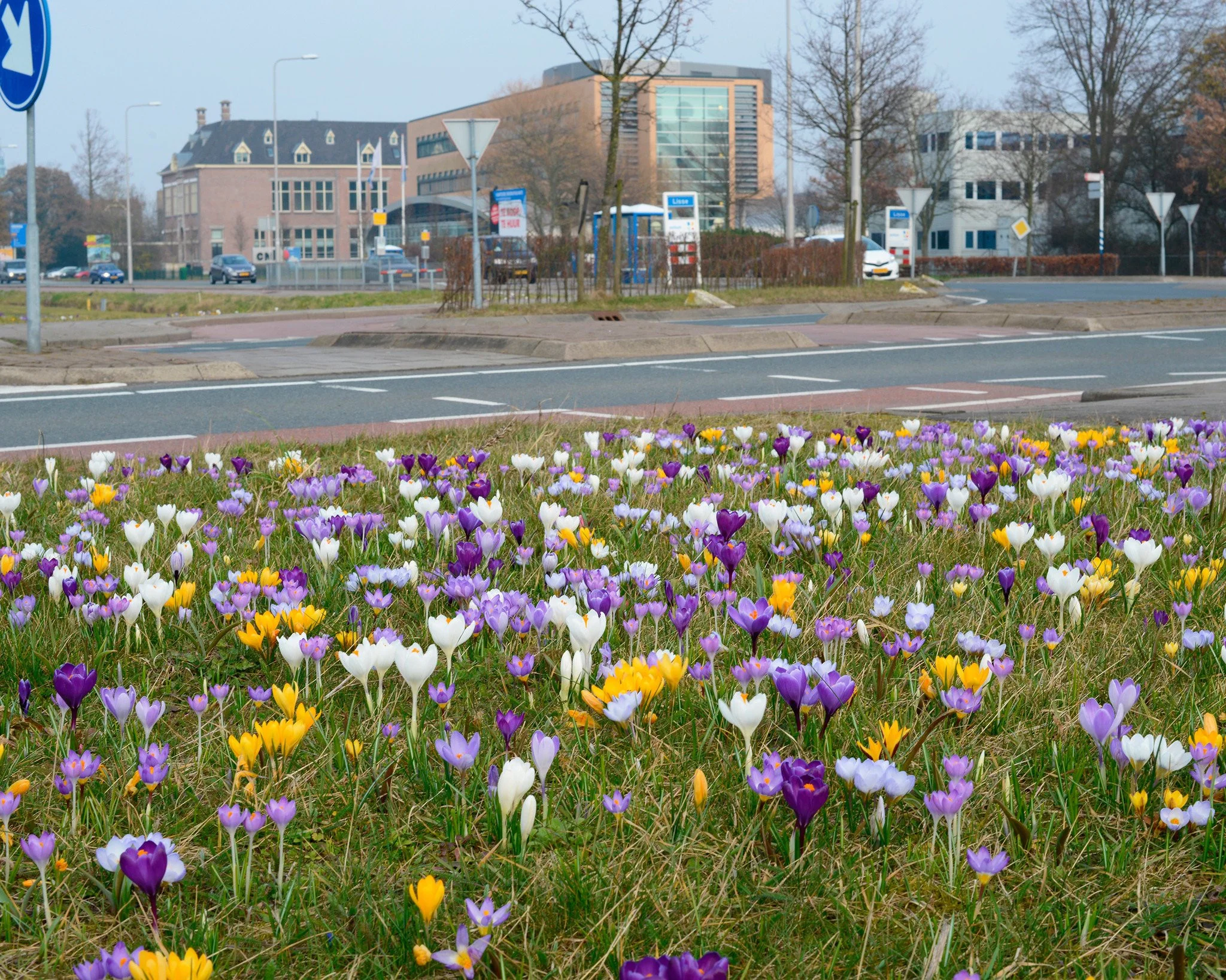 Crocus 'Mixed Colours' - Image 5