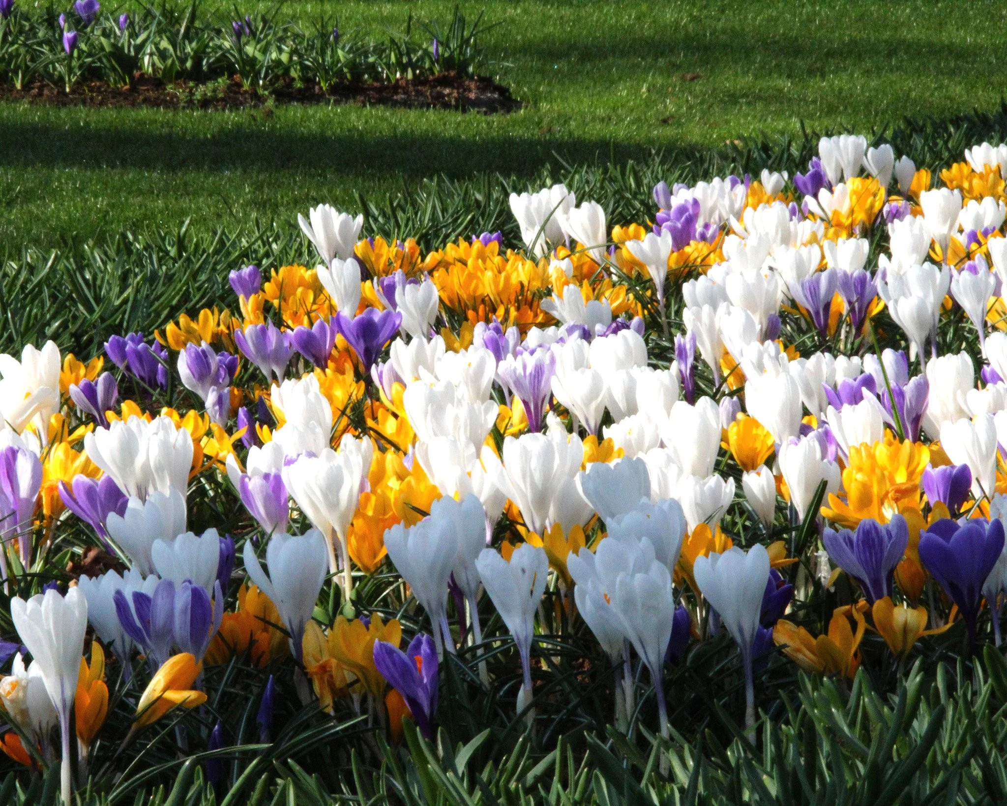 Crocus 'Mixed Colours' - Image 6