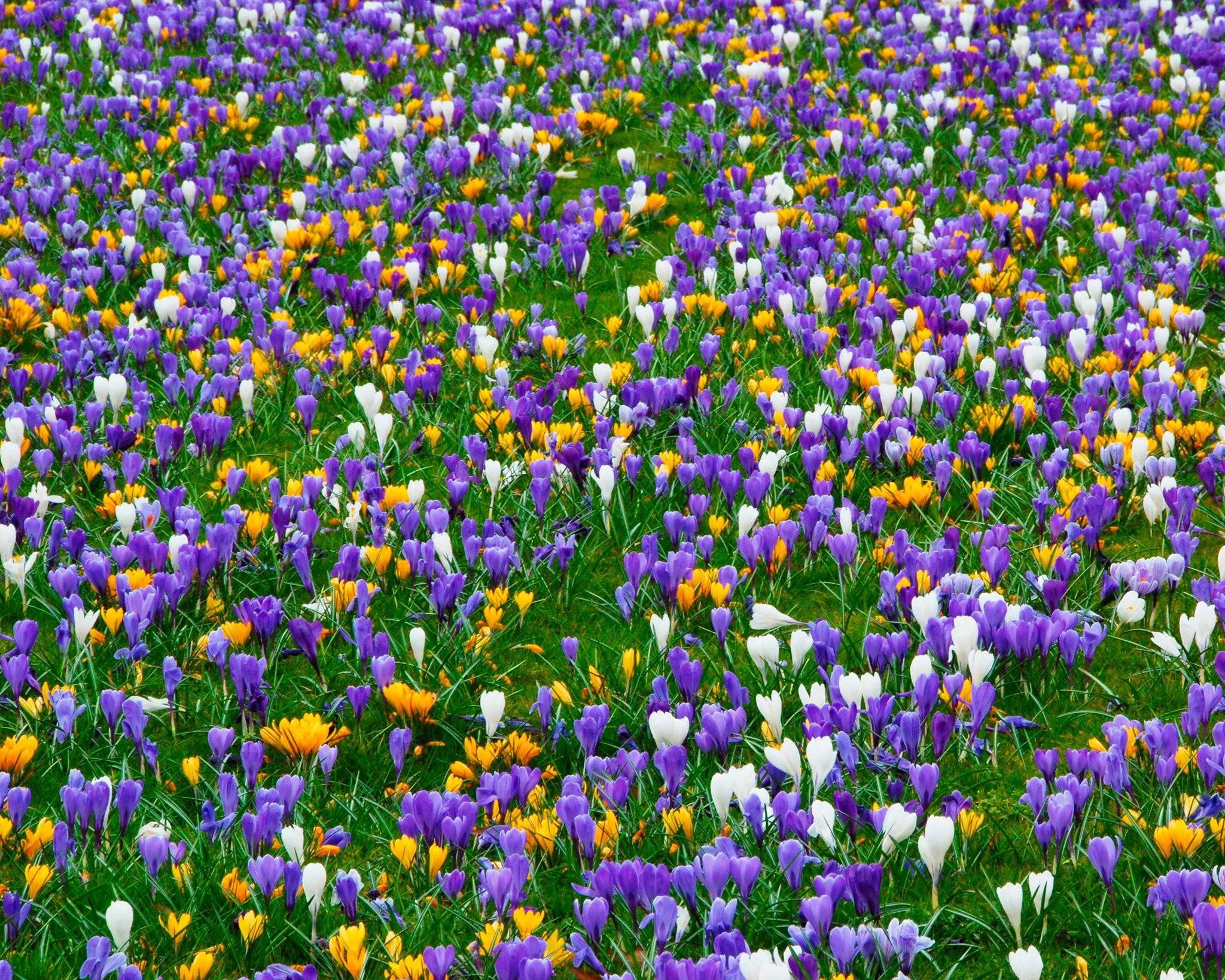 Crocus 'Mixed Colours' - Image 8