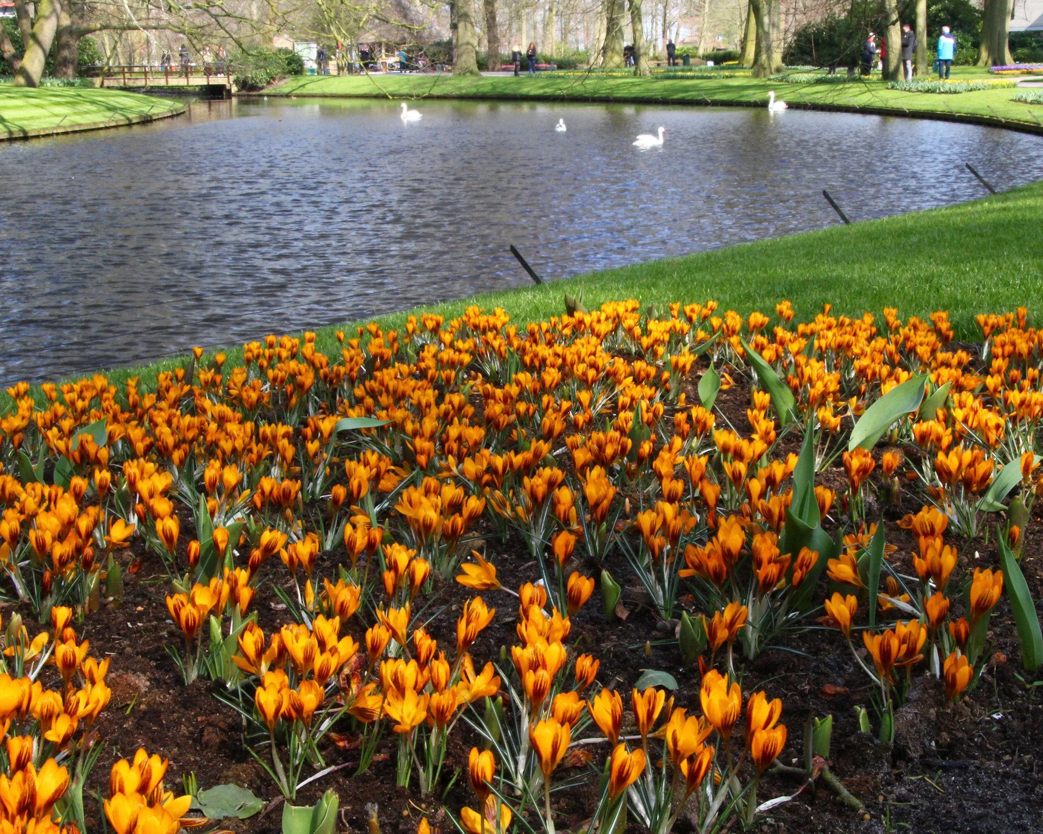 Crocus 'Orange Monarch' - Image 3