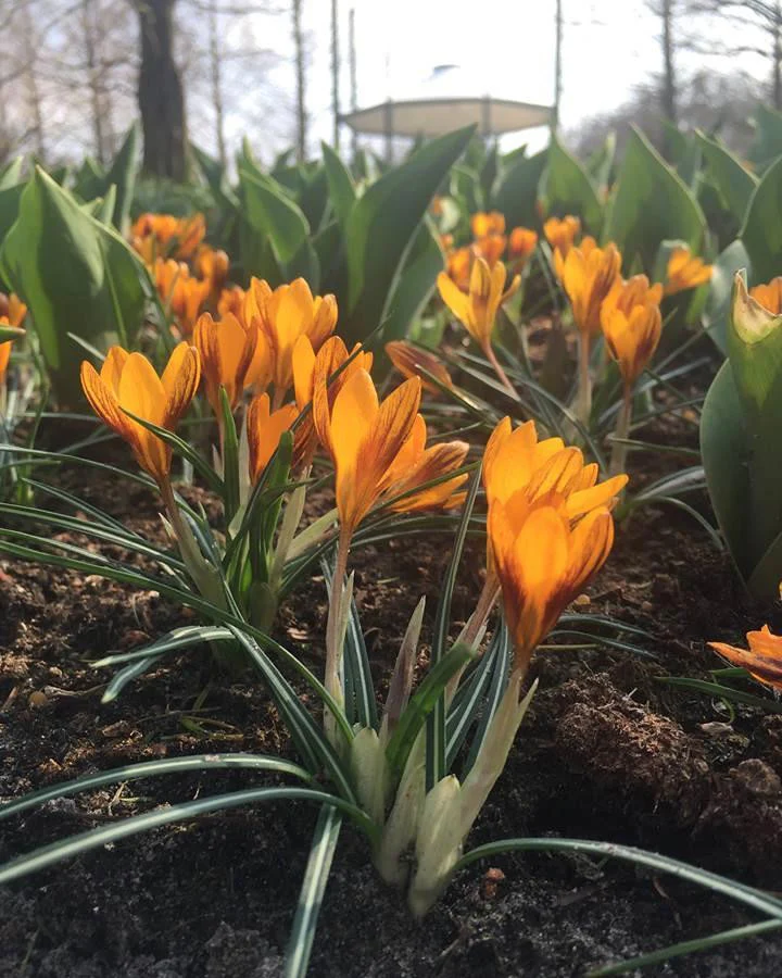 Crocus 'Orange Monarch' - Image 6
