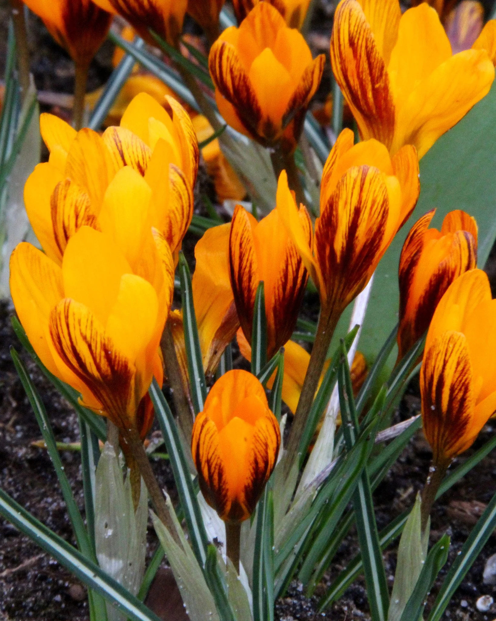 Crocus 'Orange Monarch' - Image 7