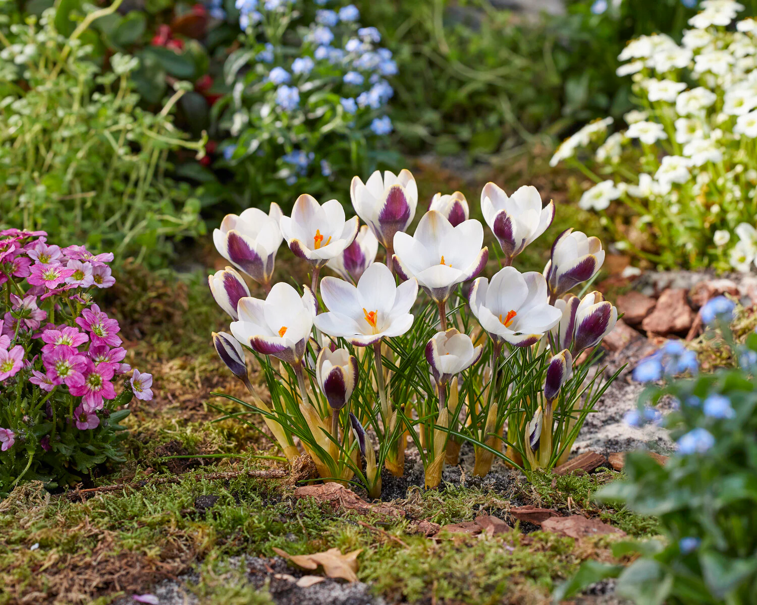 Crocus 'Panda' - Image 3